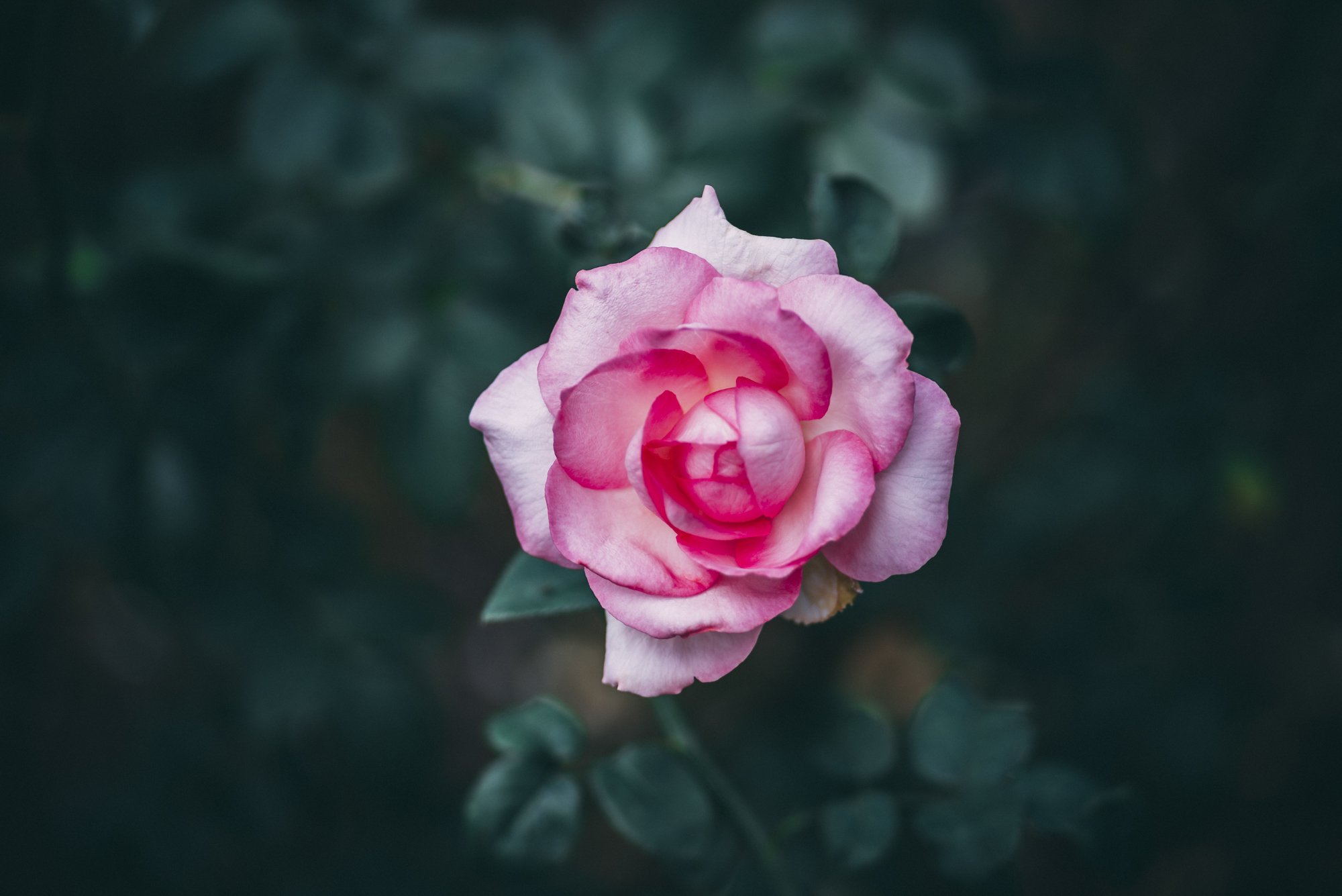 RoseVibes.jpg