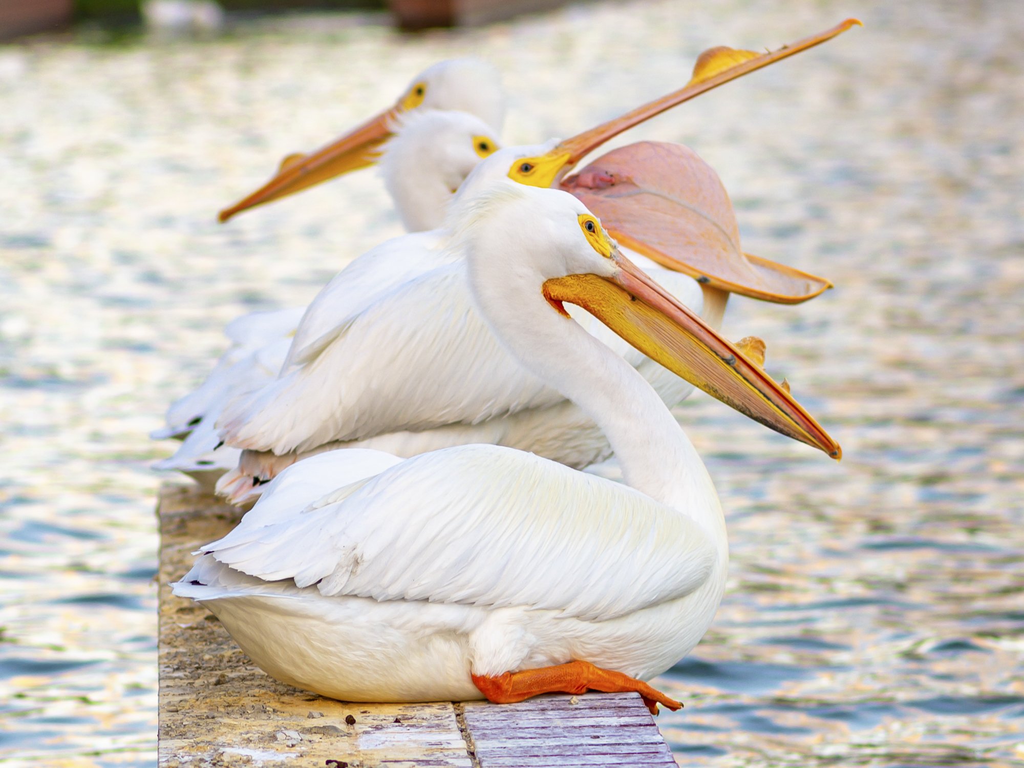 PelicansChill.jpg