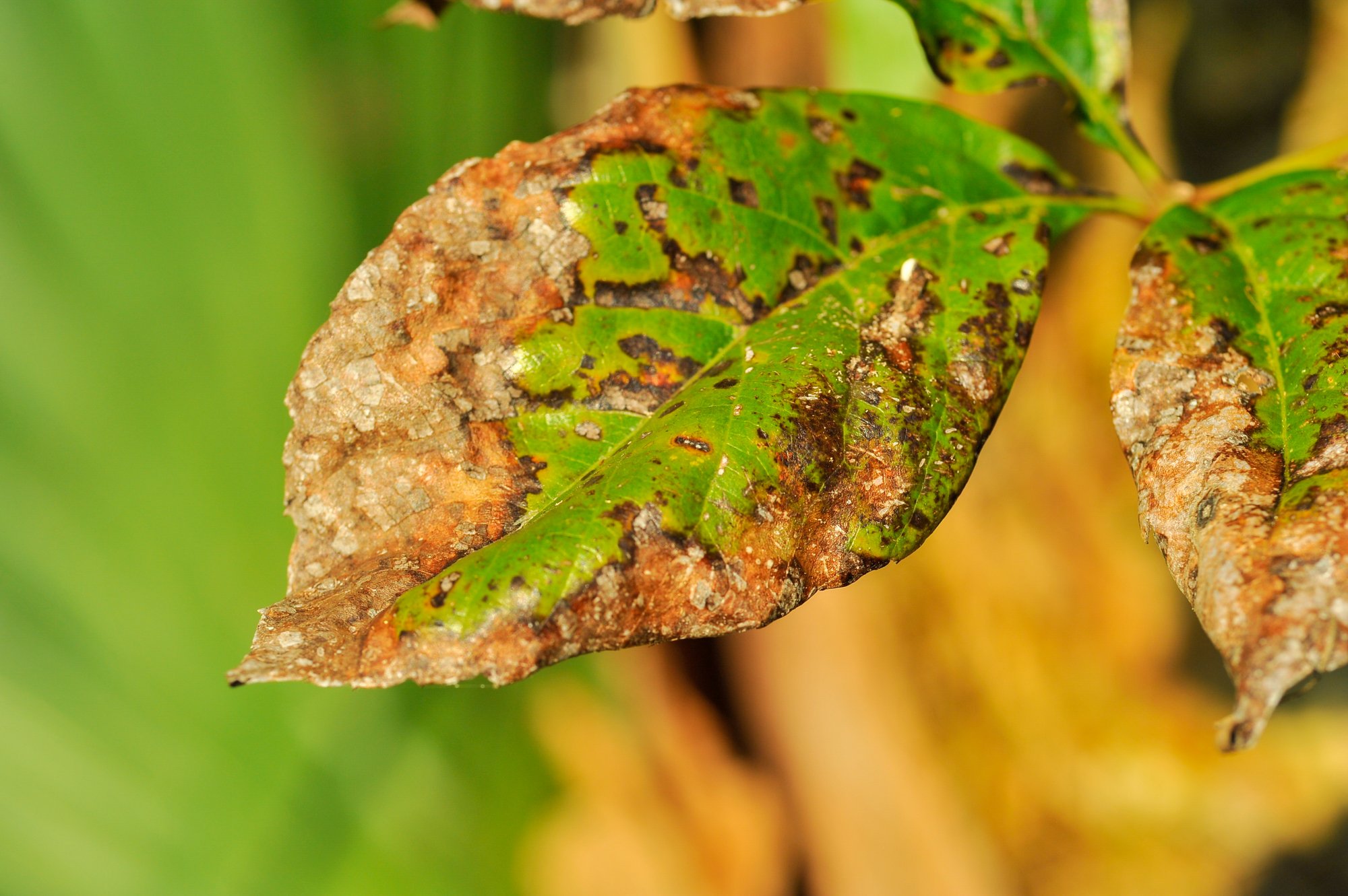 LeafDeadColors-23.jpg
