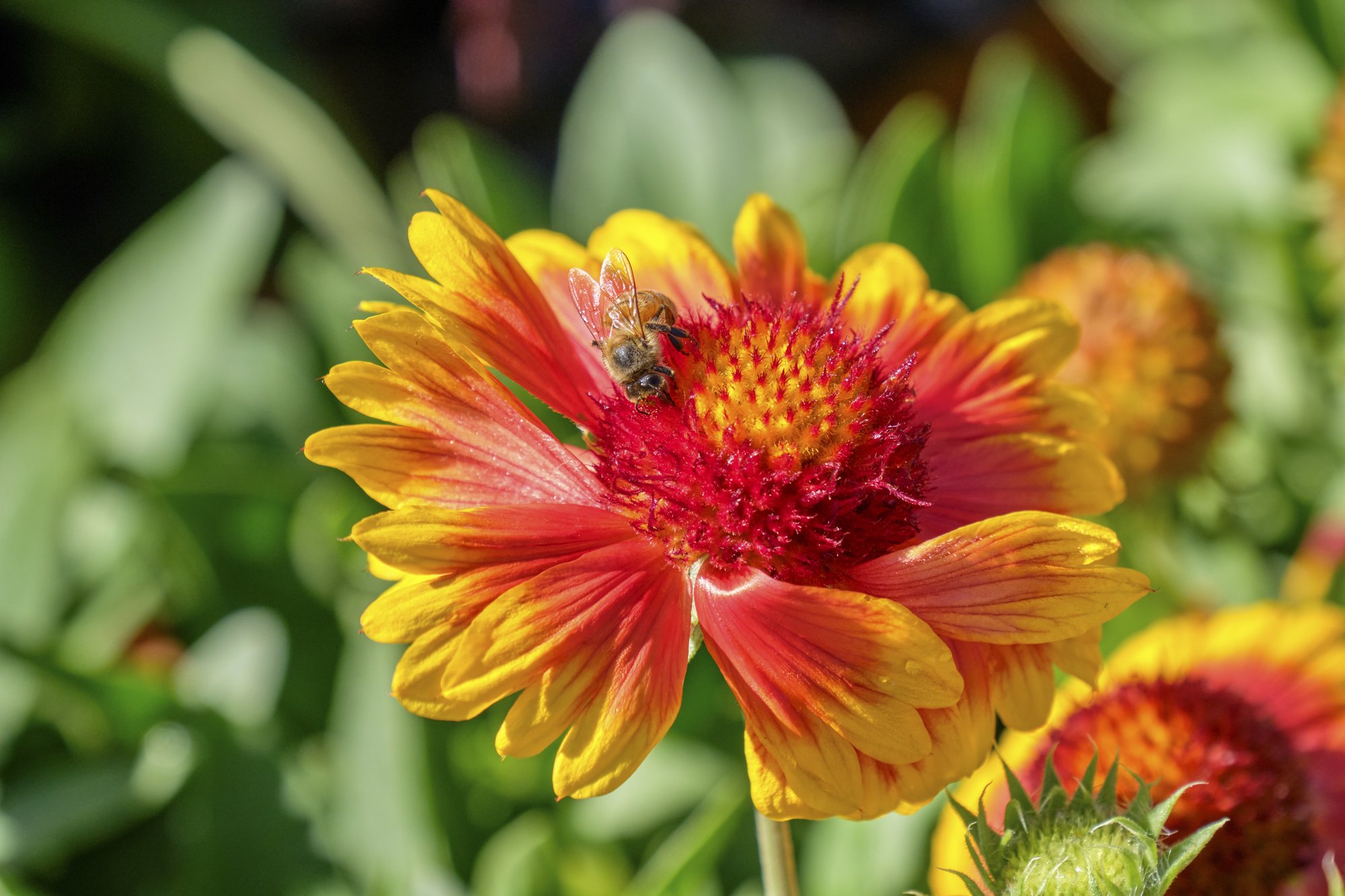BeeonFlower.jpg