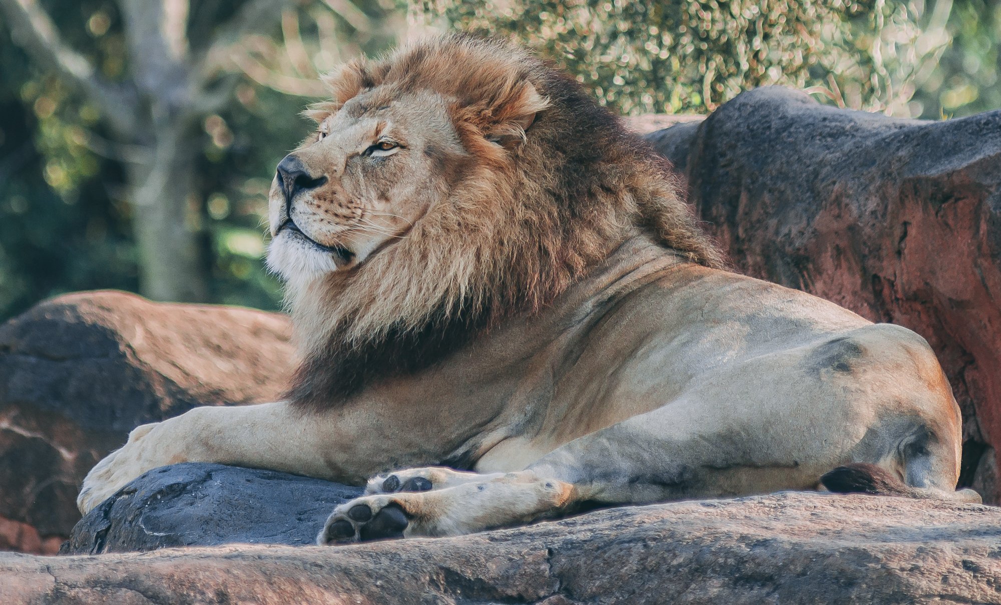 LionChill.jpg