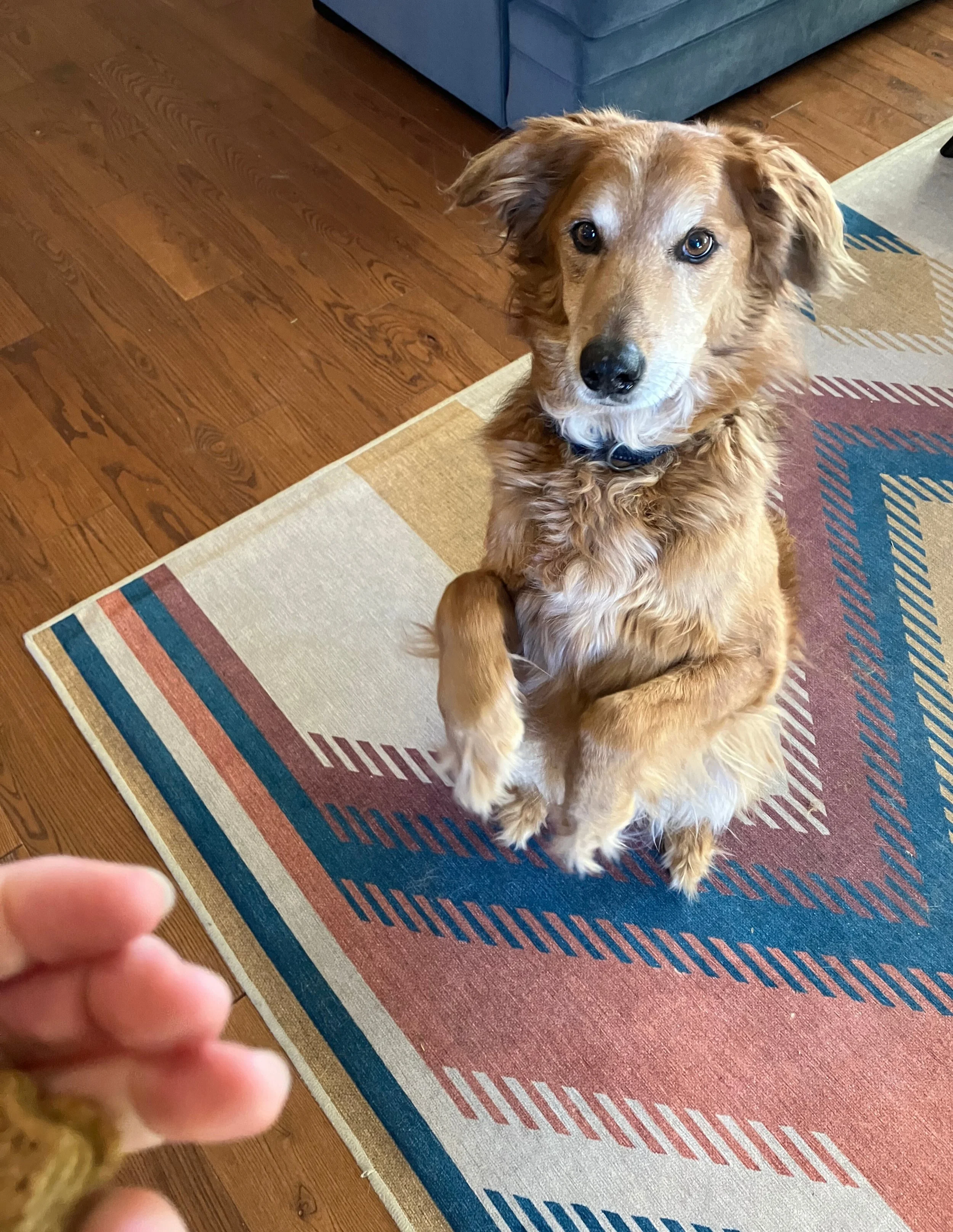 Bear.jpg