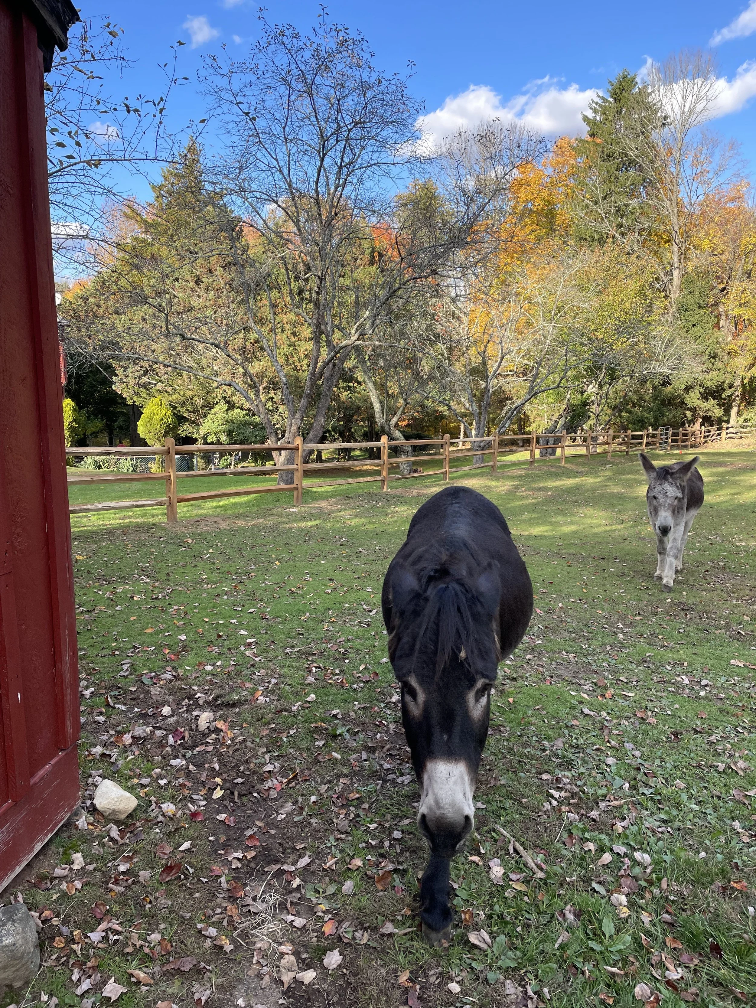 Split Rail Livestock Fence - Tolland.jpeg