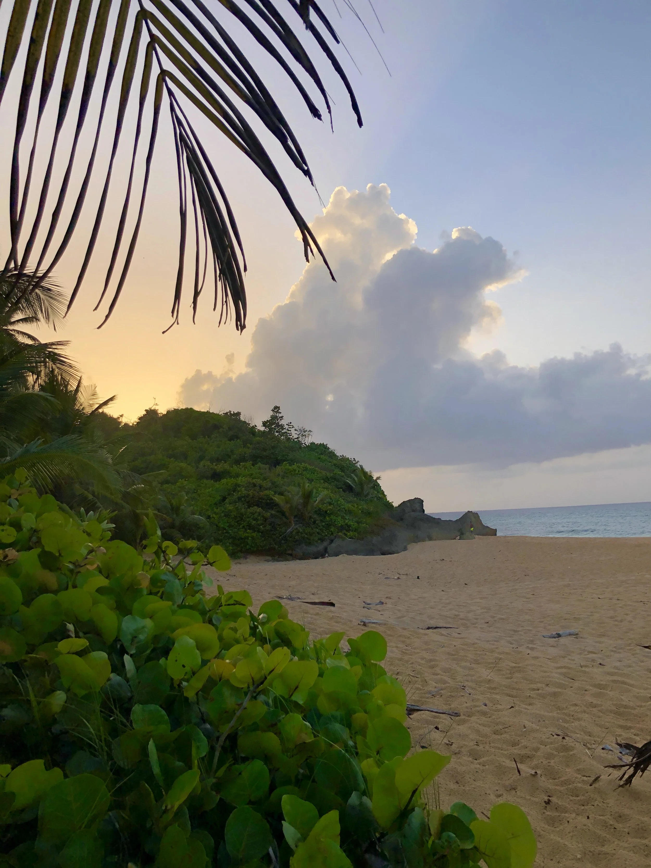 Sunset over a sandy beach with green plants and trees, palm fronds in the foreground, and a partly cloudy sky.