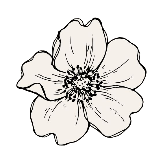 Black and white illustration of a single flower with five petals and a detailed center.