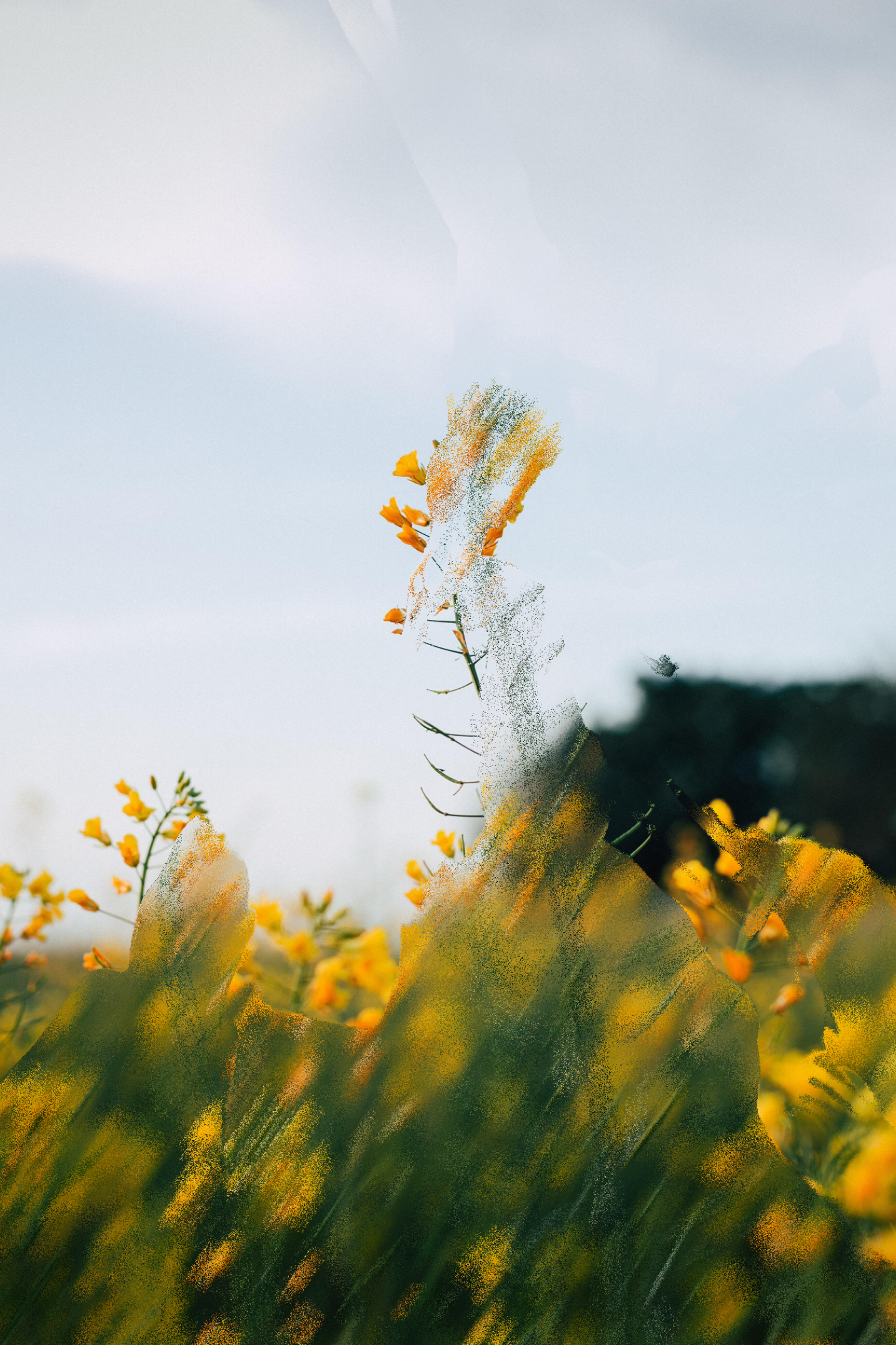 displacement_newimages_stills (1).png