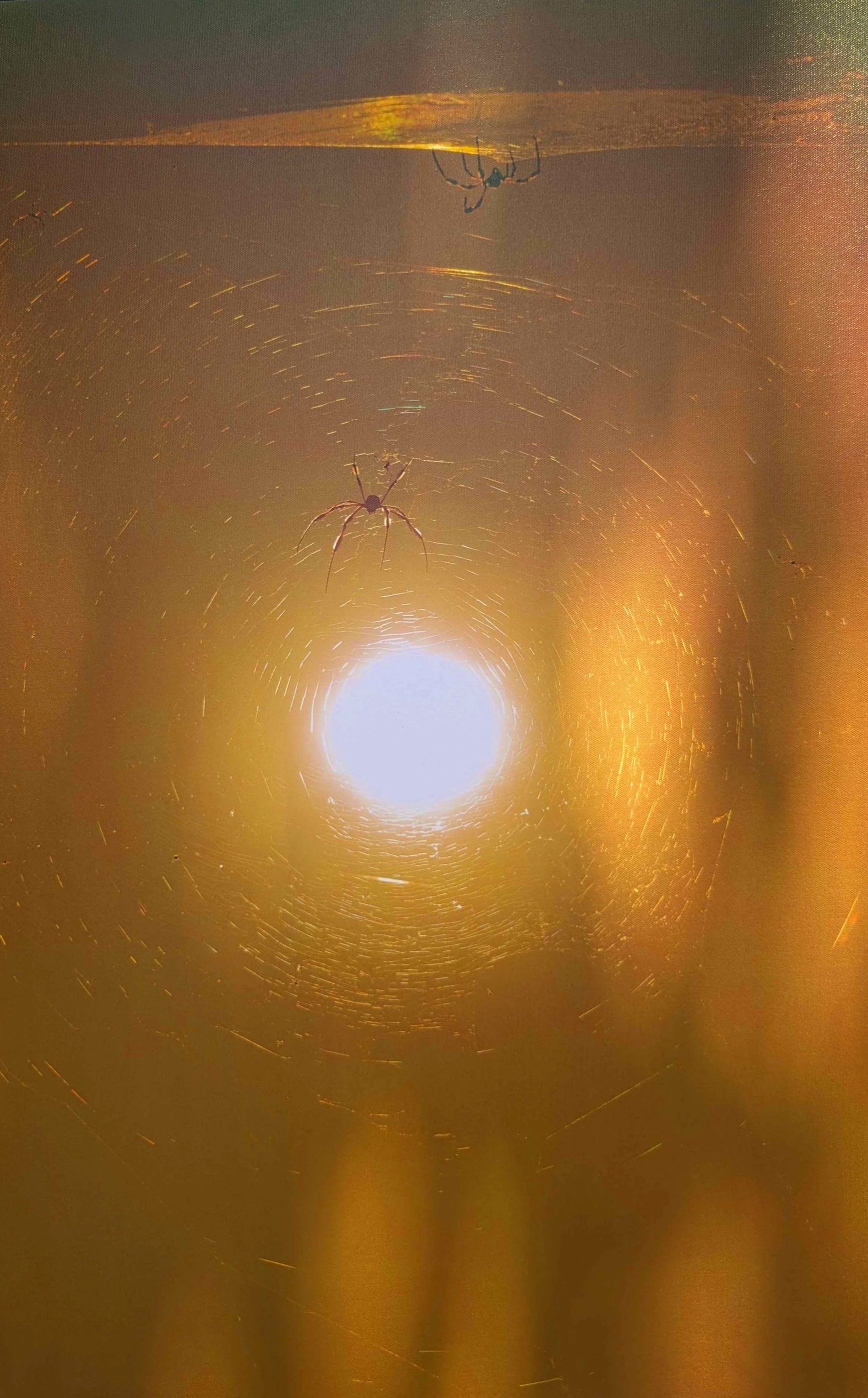 Spider System 24"x36"
