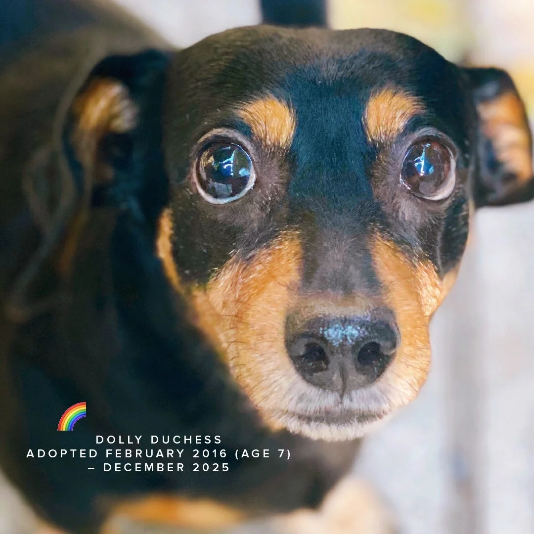 I don&rsquo;t usually make &lsquo;announcement posts&rsquo; but this one felt like it needed a little space on my page. To know Dolly was to love her 🐾🐶🌈 2016 (age 7) - 2025

Dolly was adopted from @drna_doxierescue 🙏 
.
.
.
#dachshund #rescuedog