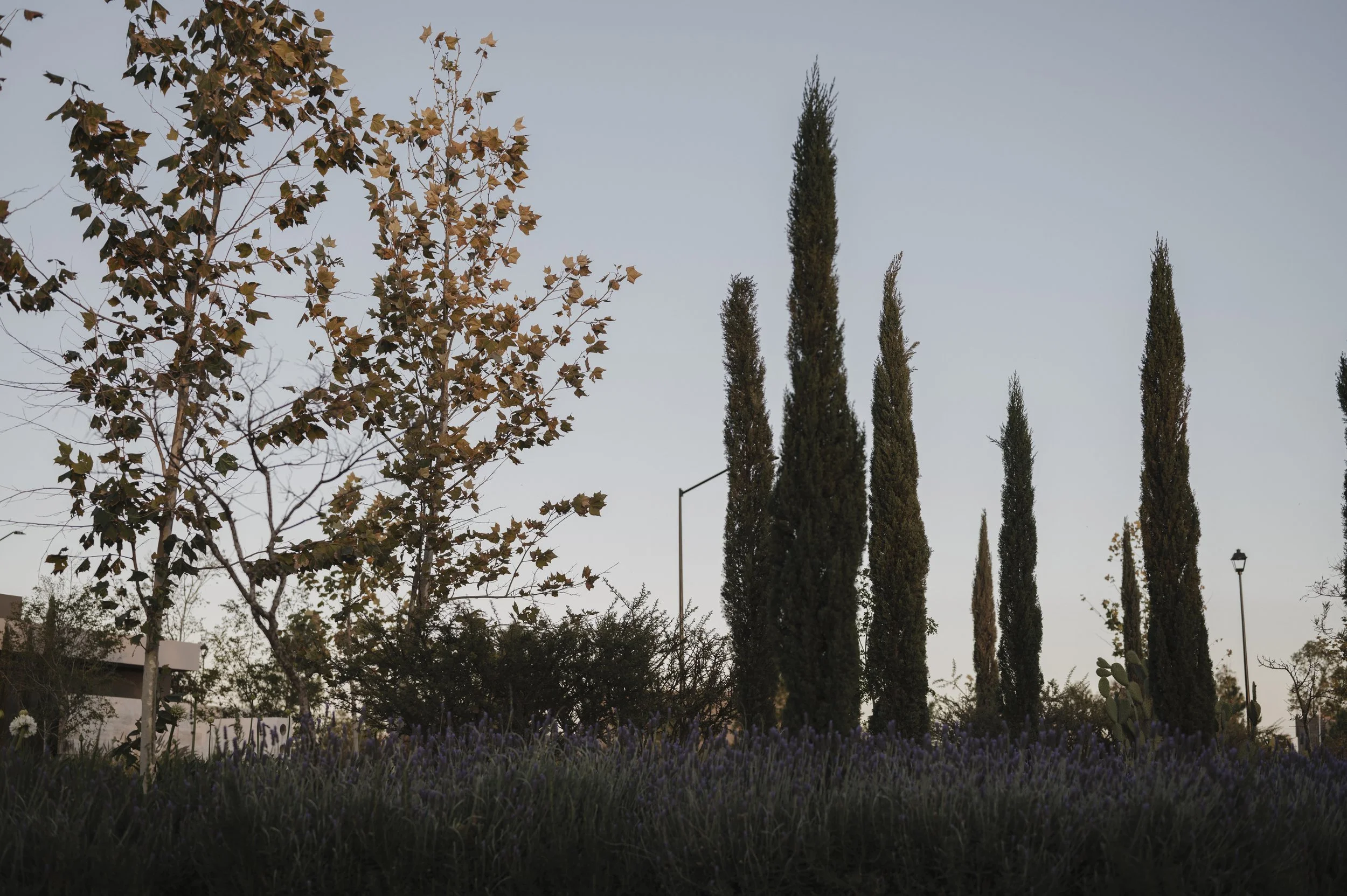 Un paisaje de árboles y arbustos en un parque al atardecer. Se observan varias plantas altas y delgadas, y árboles con hojas caducas y perennes, con un cielo claro y sin nubes.