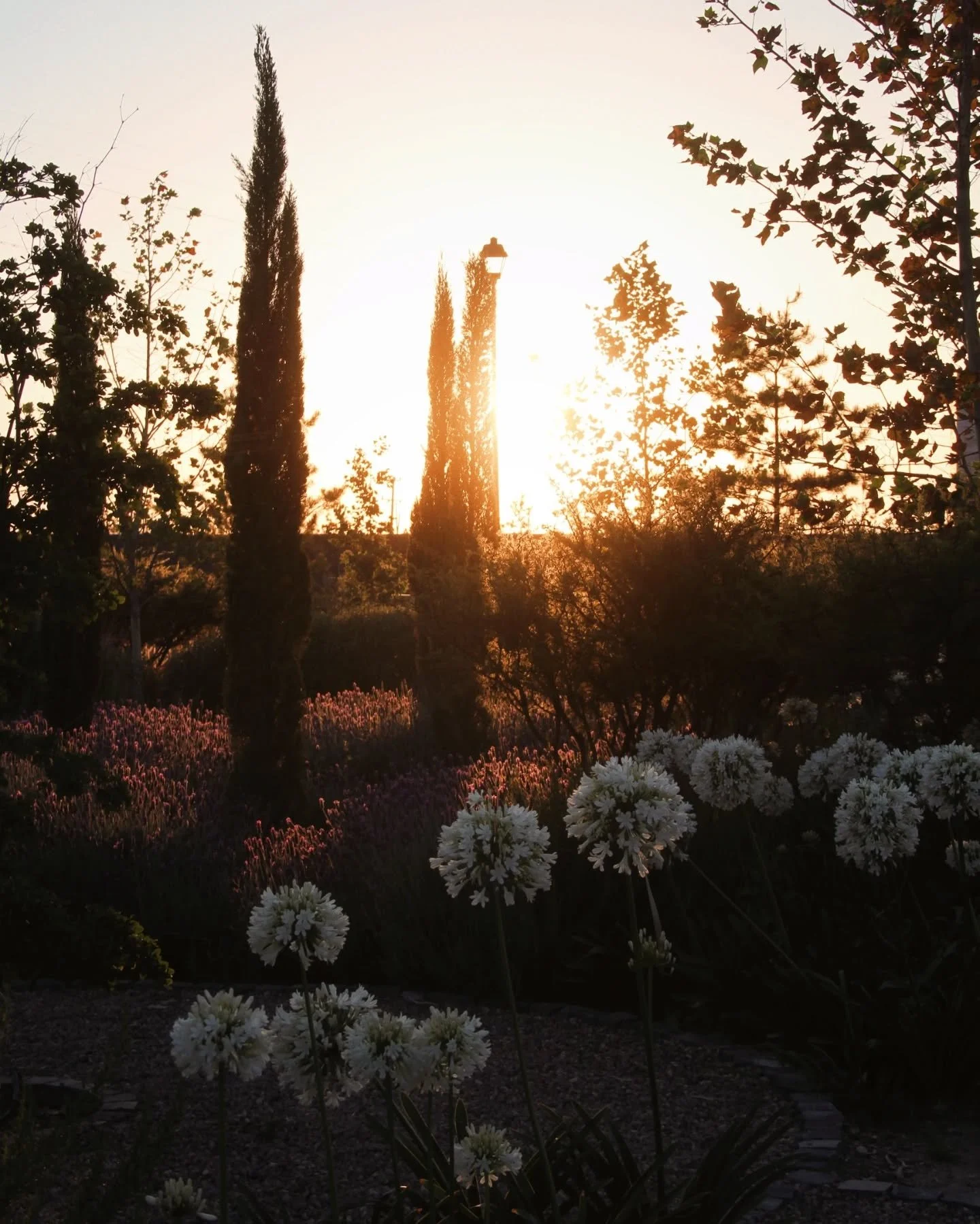 Cuando el verde te rodea, cuando el entorno se siente, cuando no hay m&aacute;s que el momento presente. 

@lacampinafrancesa | L'Art de Vivre 🍃

#paisajismo #gardenlife #lacampi&ntilde;afrancesa #artdevivre #urbanismo