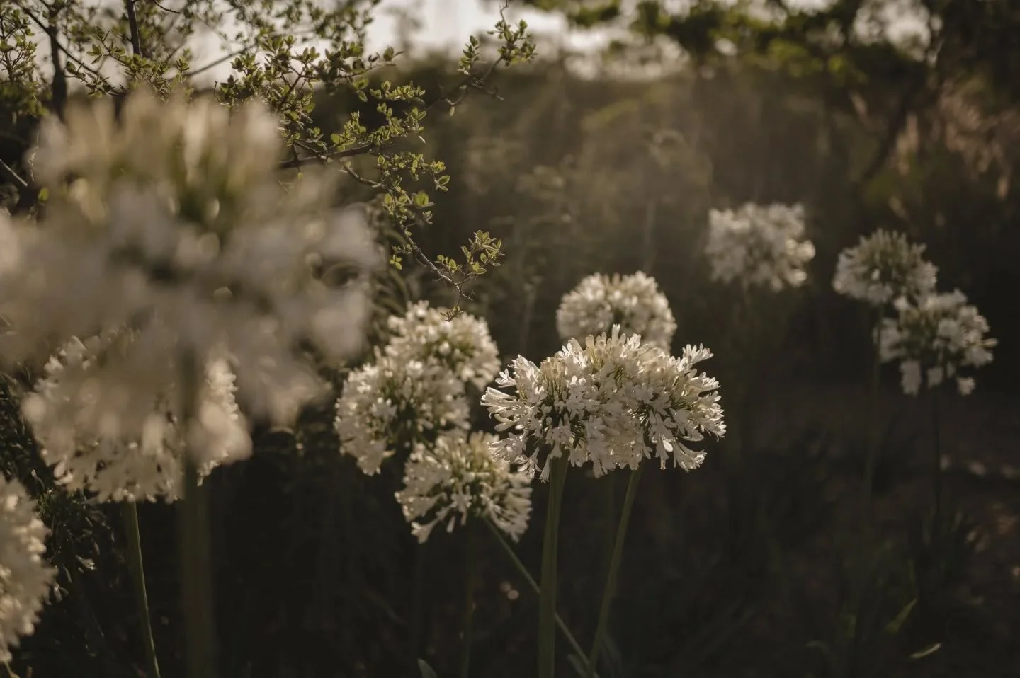 En @lacampinafrancesa la naturaleza abraza la vida y la acompa&ntilde;a. Nos llena de orgullo y felicidad voltear a ver estos espacios que han sido dise&ntilde;ados con tanto cuidado para crear un entorno donde el aire se siente distinto.

Vivir aqu&