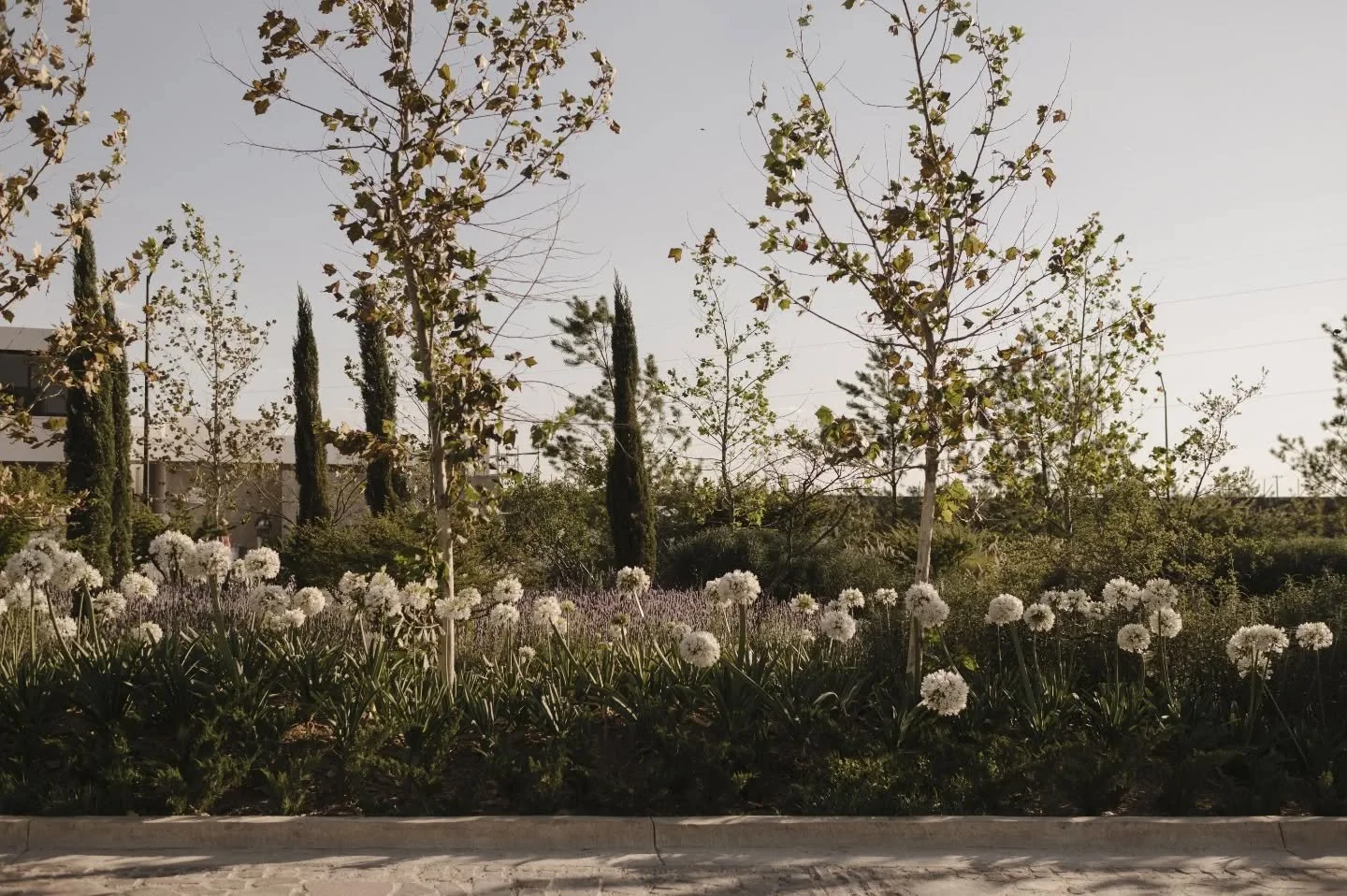 Imagina vivir en un lugar donde las calles se ven as&iacute;, conectando espacios, naturaleza, calma y belleza.

En @lacampinafrancesa el paisajismo fue concebido para convivir en armon&iacute;a con el entorno, respetando la vegetaci&oacute;n nativa 