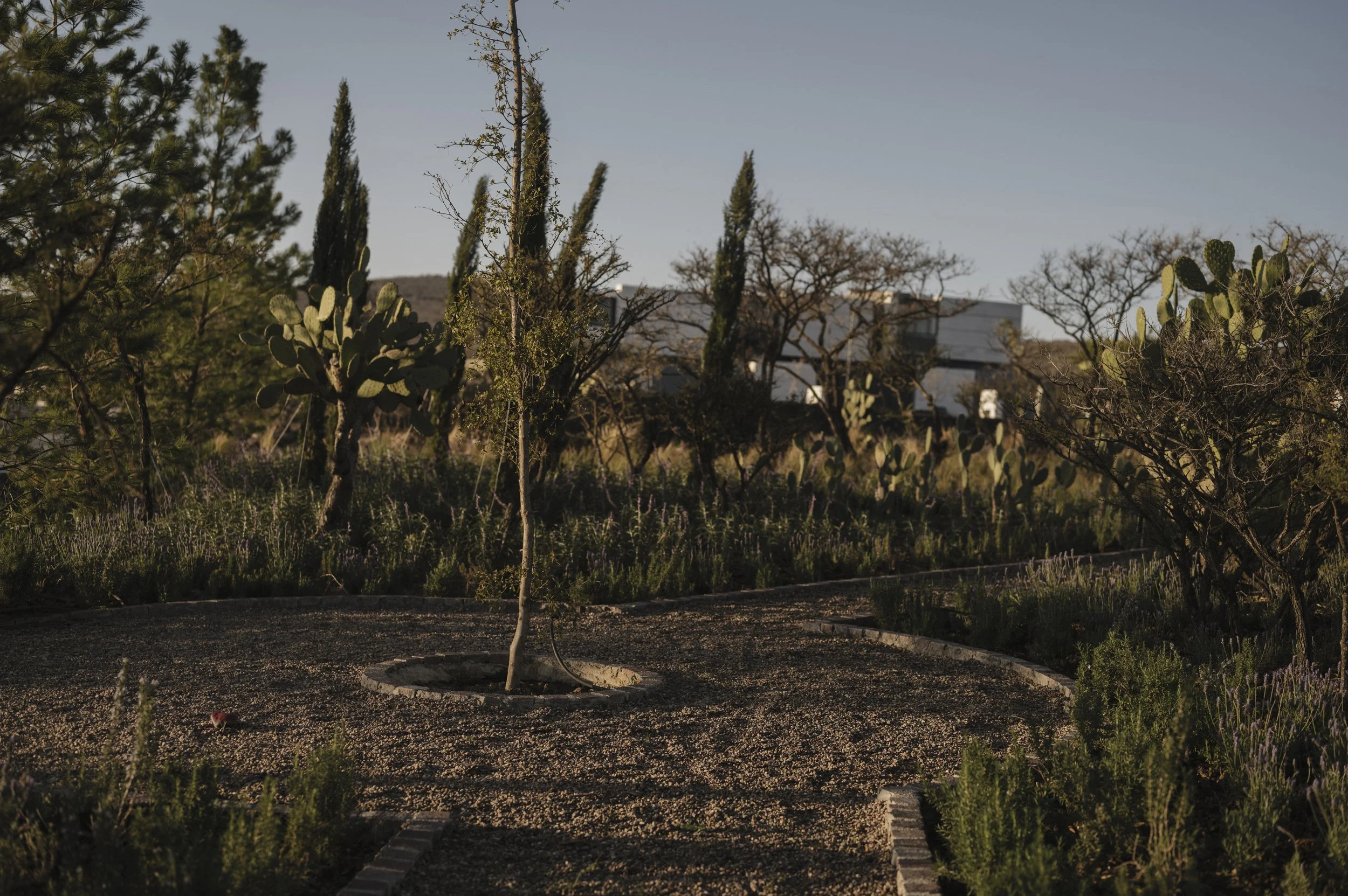 Jardín con cactus, arbustos y árboles, en un ambiente soleado y con edificaciones al fondo.