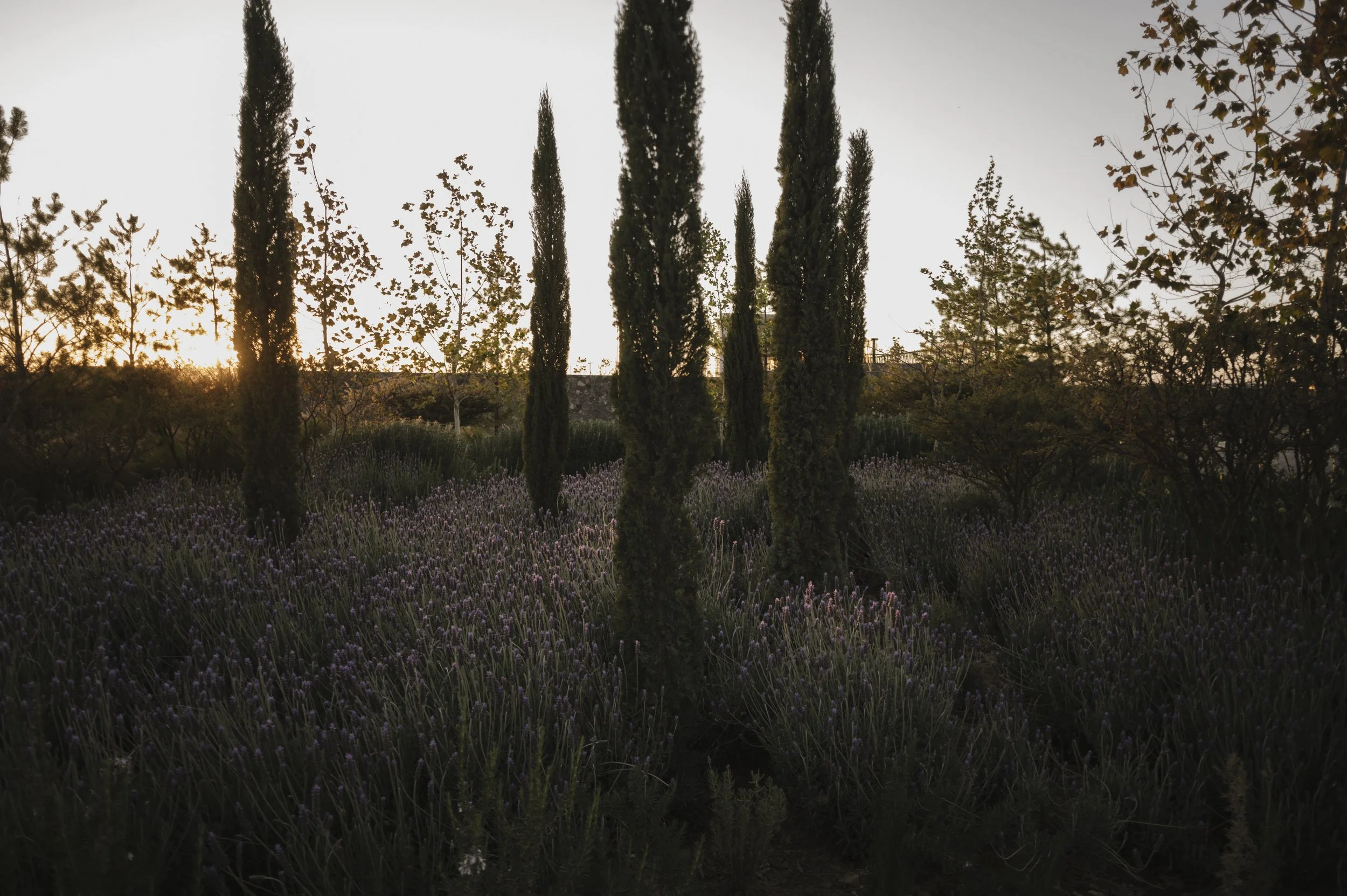 Árboles altos y delgados en un jardín con lavanda en primer plano y el sol poniéndose al fondo.