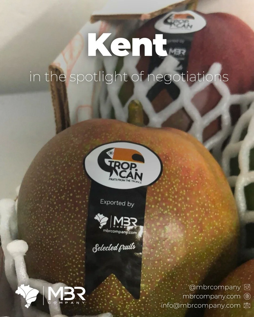 🇬🇧 All eyes on Kent 🥭✨

Sweet premium and tropical: Kent mango is the highlight of the season! Known for its smooth texture and rich taste, it&rsquo;s winning hearts and markets around the world.

👉 Want to know how to get it? Contact us! 💬

🇧?