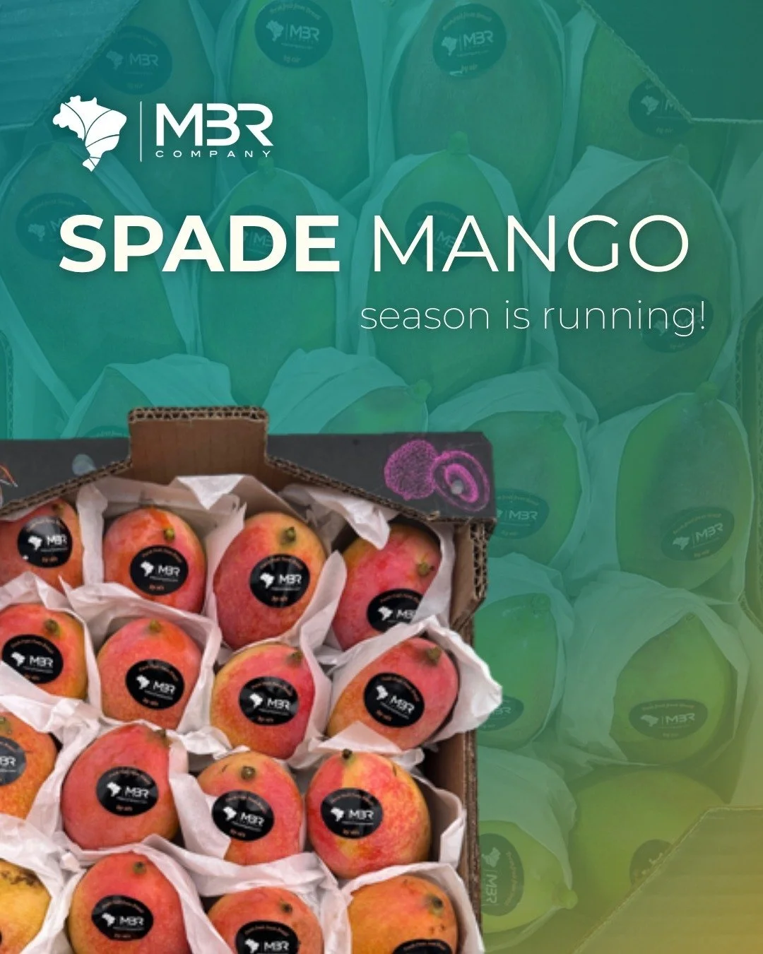 🇬🇧 Spade mango season is underway! 💛🥭

One of the most traditional and beloved varieties in Brazil, Spade mango is known for its sweet taste and intense aroma. 🌞

💬 Text us and get to know more about this harvest!

🇧🇷 Temporada da manga Espad
