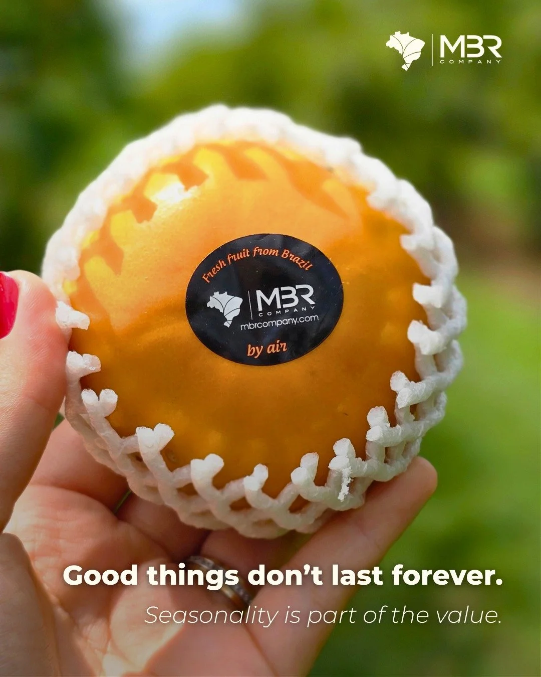 🇬🇧🟠 The most awaited and exclusive season starts in March! Brazilian persimmon exports are defined by a short and intense window, so preparation comes early.

Contact us via info@mbrcompany.com to get your exclusive place in kaki shipments.

🇪🇸?