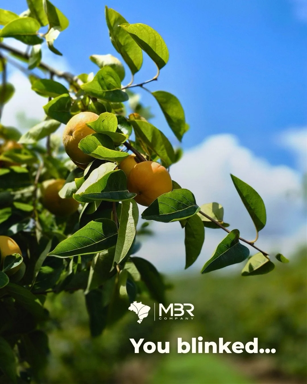 🇬🇧🟠 The most awaited and exclusive season is a blink away. Brazilian persimmon exports have a short and intense window, so preparation comes early.

Contact us via info@mbrcompany.com to get your exclusive place in kaki shipments.

🇪🇸🟠 La tempo