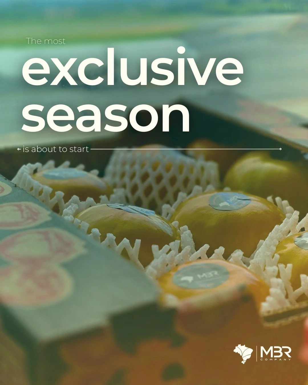 🇬🇧 In kaki season, timing is the thing.

Kaki (aka persimmon) season is the shortest but most intense, making this fruit especially exclusive and premium in the market and standing out as a seasonal highlight for buyers looking forward to offering 