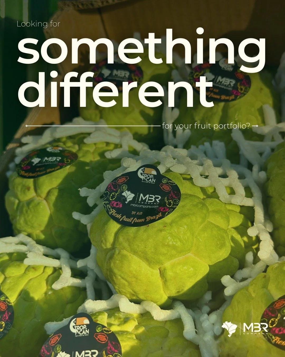 🇬🇧 Atemoya might be the answer. Still relatively rare in many markets, it stands out as a truly premium and exotic fruit, by offering retailers and importers a valuable opportunity to diversify their assortment and attract consumers that look for n