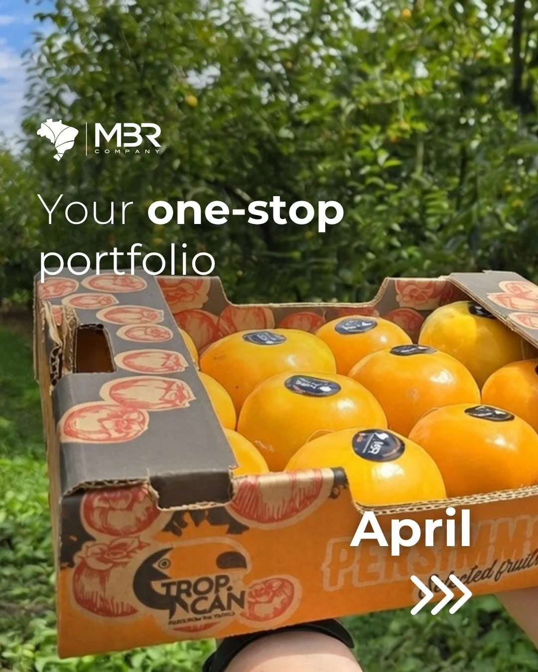 📢 Kaki season is on! Find out more about our April portfolio:
🌱 Kaki
🌱 Atemoya
🌱 Figs
🌱 Grapes
🌱 Limes 4 kg and 4,5 kg
🌱 Palmer &amp; tommy mangoes
🌱 Tropical avocado
🌱 Ginger
🌱 Papaya formosa &amp; golden
🌱 Banana
🌱 Sweet potato
🌱 Starf