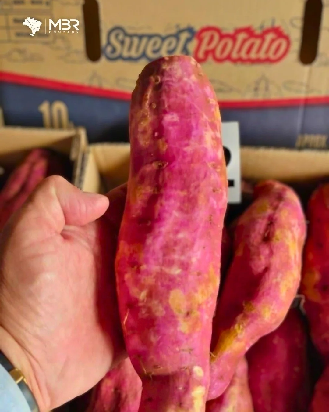 🇬🇧 Brazilian sweet potato is already on its way. 🍠

While the market waits for the July peak, we're already operating maritime shipments of this product, in order to consistently supply for our clients around the world.

The high-availability wind