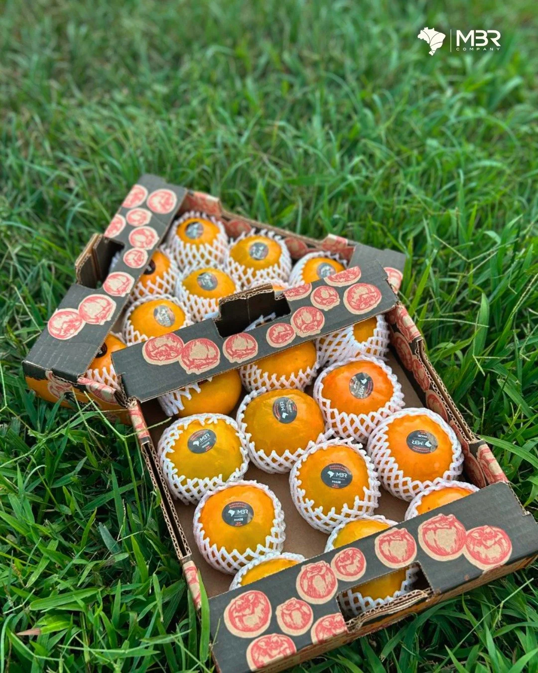 🇬🇧 Persimmon season is one of the shortest in the Brazilian agricultural calendar.

We are currently operating air freight shipments and the window is open now. The colour and quality of the product speak for themselves, but what truly sets our ope