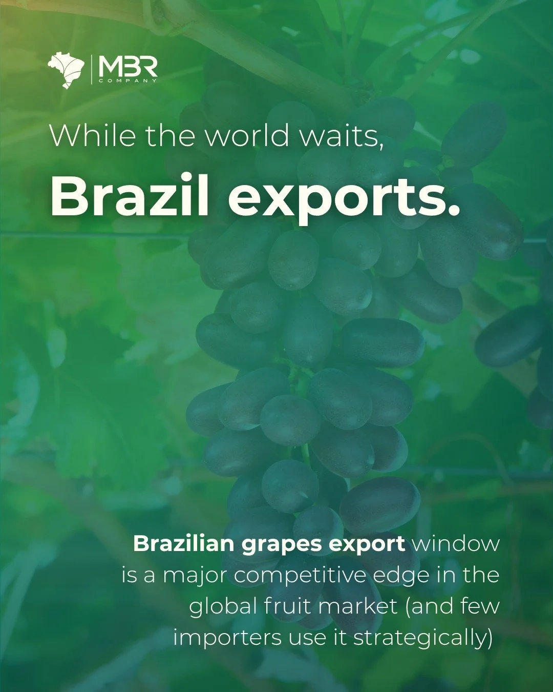 🇬🇧 There&rsquo;s a window in the global grape market that many importers overlook. 🍇While key origins slow down and the Northern Hemisphere is still off-peak, Brazil steps in to keep supply moving, with consistency, quality, and timing on its side