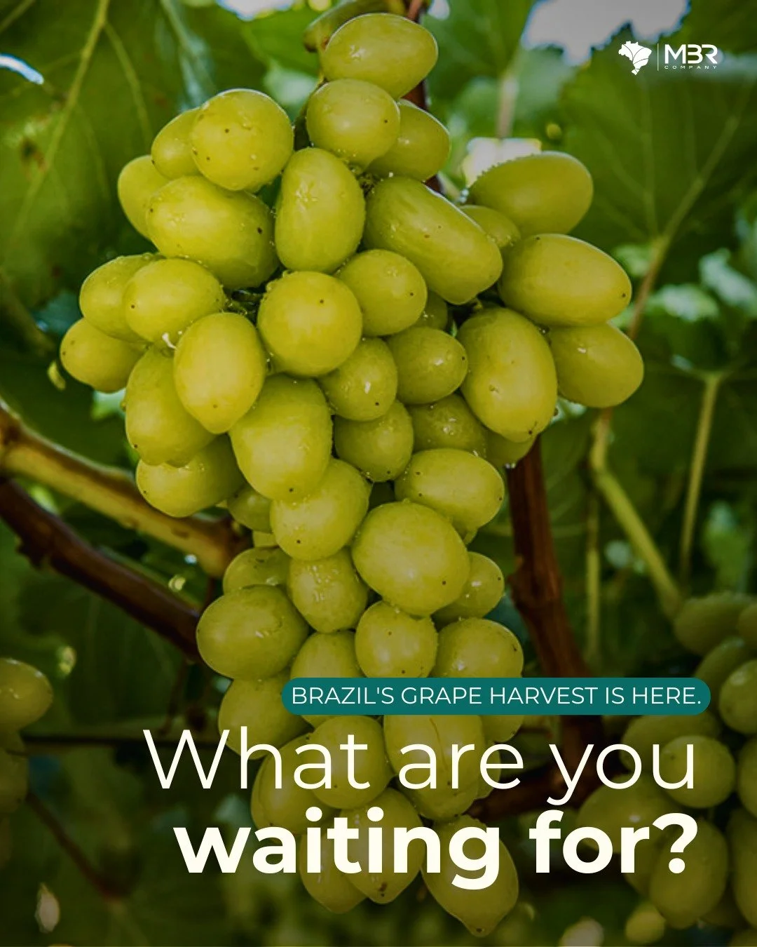 🇬🇧 Brazil's grape season is underway.

S&atilde;o Francisco Valley is one of the few tropical regions in the world capable of producing table grapes year-round, and every year, buyers who plan ahead secure the best of the seasons.

The time to alig