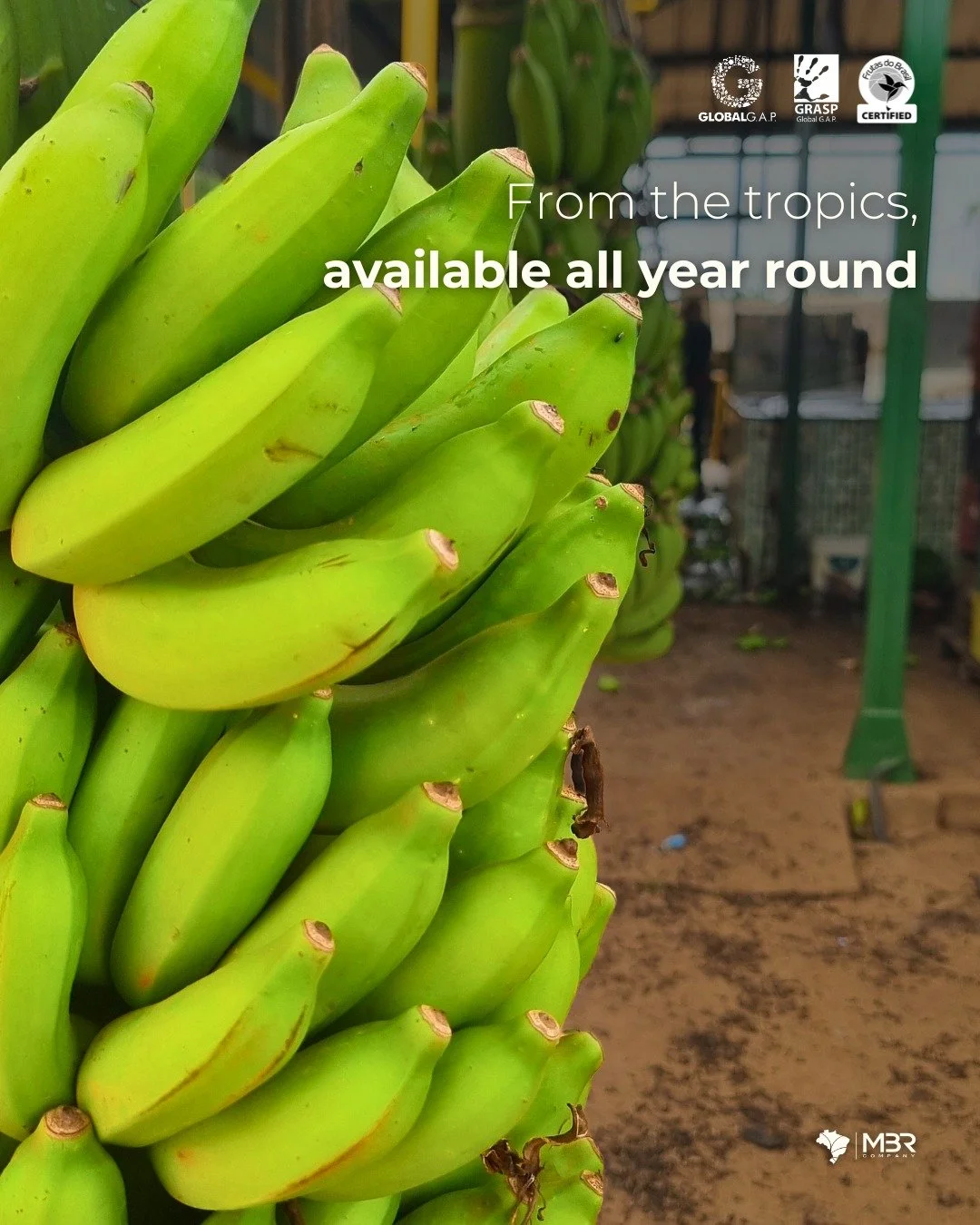 🇬🇧 One of the world's most consumed tropical fruits, bananas are active in our portfolio all year round, available for export with full commercial support, and we're taking orders right now.

If reliable origin and consistent quality matter to your