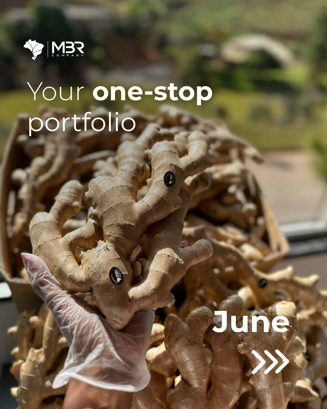📢 One-stop shop: find out more about our June portfolio:
🌱 Ginger
🌱 Atemoya
🌱 Mango palmer
🌱 Lemons 15 kg
🌱 Limes 4,5 kg
🌱 Formosa &amp; golden papaya
🌱 Kaki
🌱 Banana
🌱 Grapes
🌱 Sweet potato
🌱 Tropical avocado
🌱 Guava

Full portfolio on 