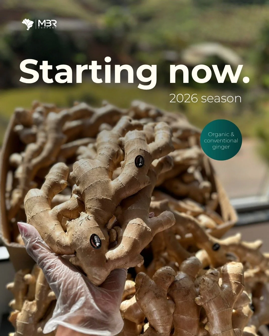 🇬🇧 June starts and it&rsquo;s finally ginger time! Expected to last from week 24 to week 50, this harvest carries some good news: besides the conventional ginger, we&rsquo;ll also have the organic.

All of our ginger produces are certified by GLOBA