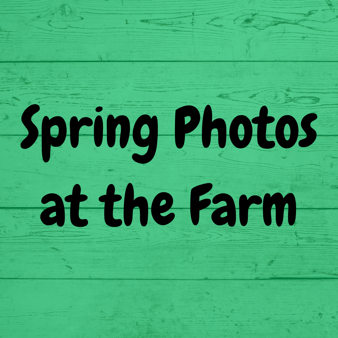 Spring Photos at the Farm.png