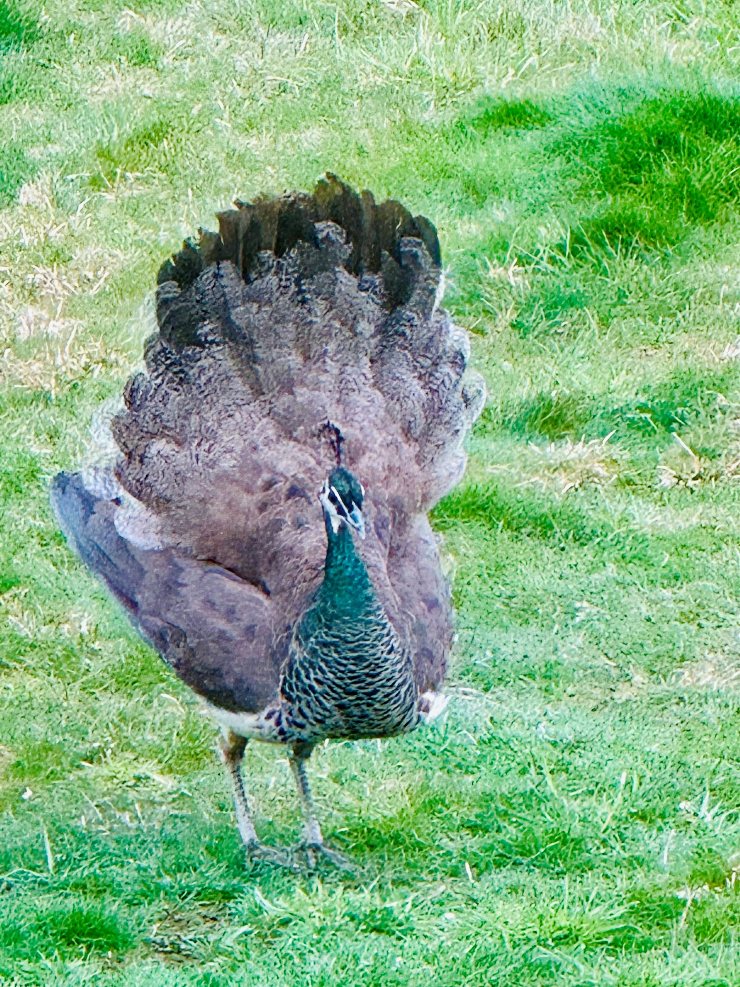 Peacock Fan.jpg