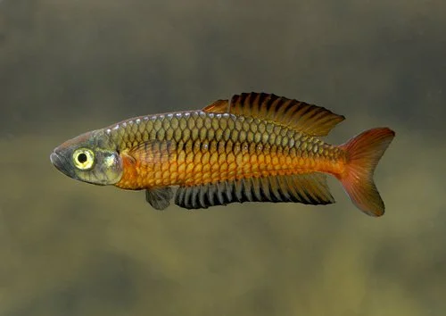 Rhadinocentrus_ornatus_medium.jpg