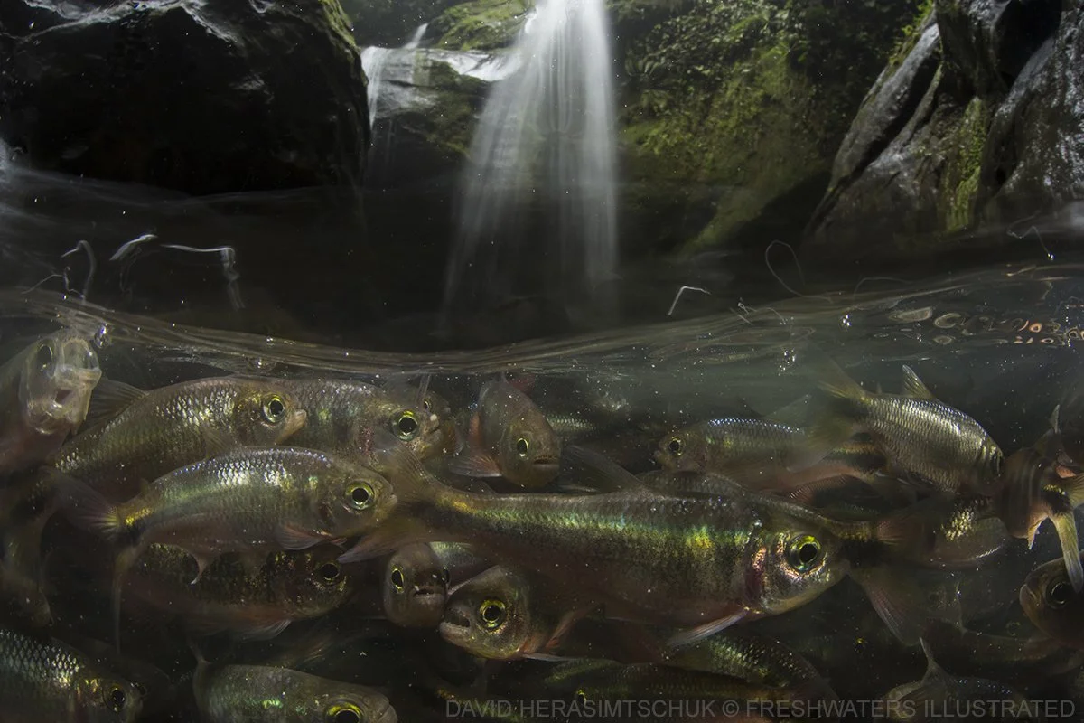FRESHWATERSILLUSTRATED_COPYRIGHT_LICENSED_HART_TETRA.jpg