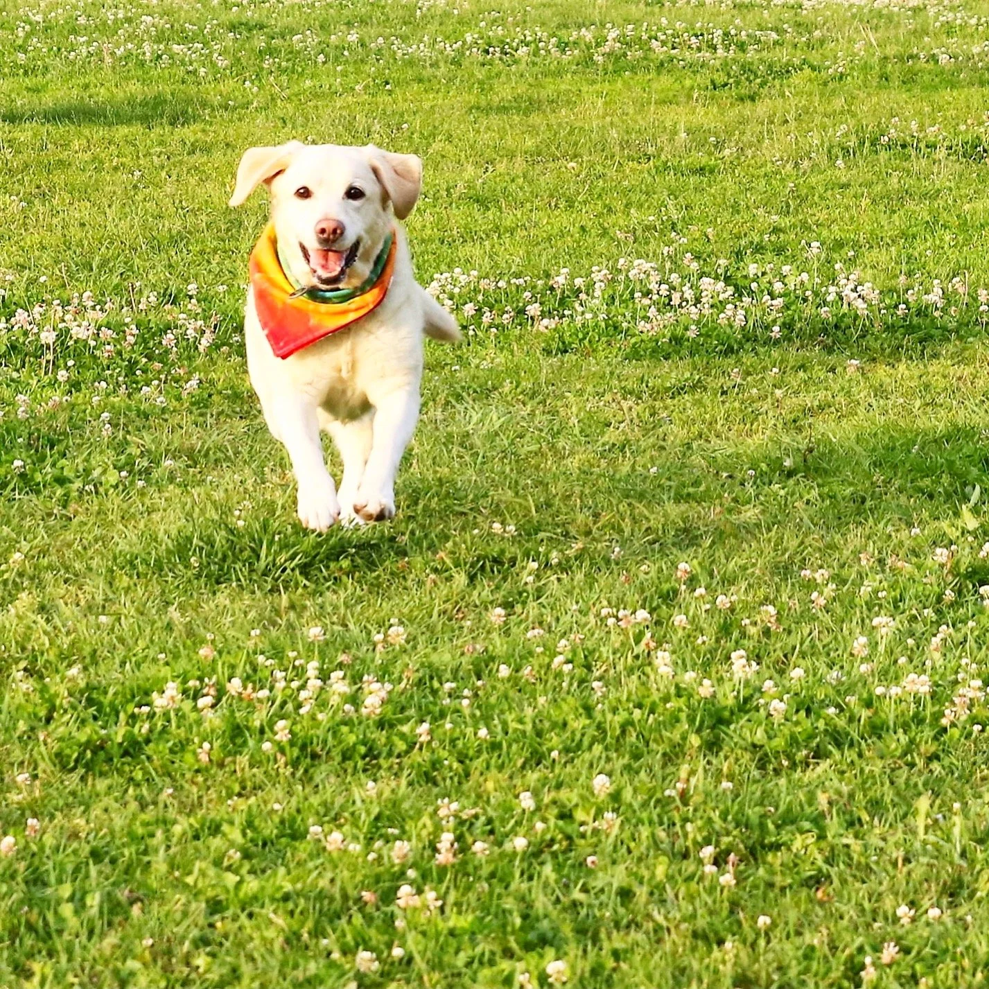 JUST ADD DOGS