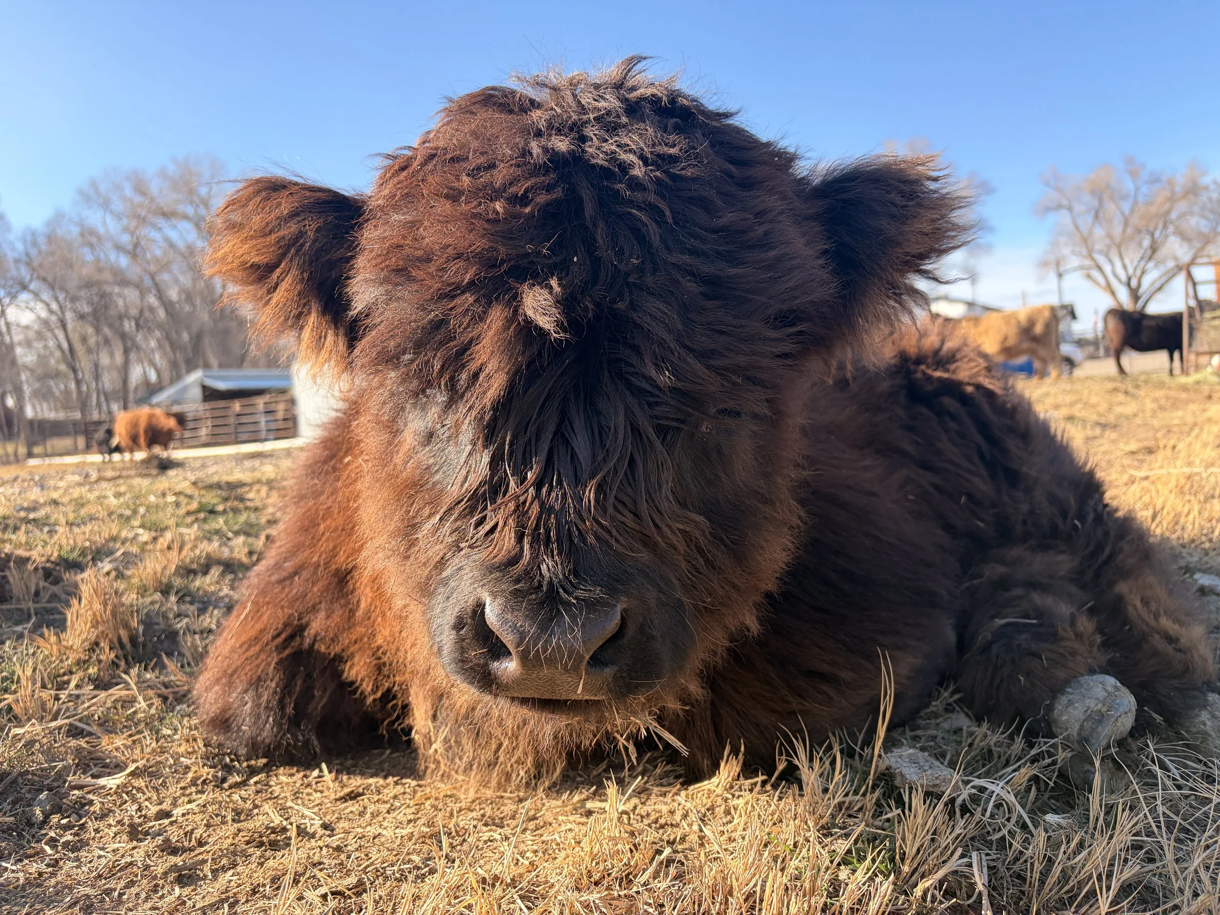 Close-up of a black calf standing on dry grass, with a blue sky and leafless trees in the background.