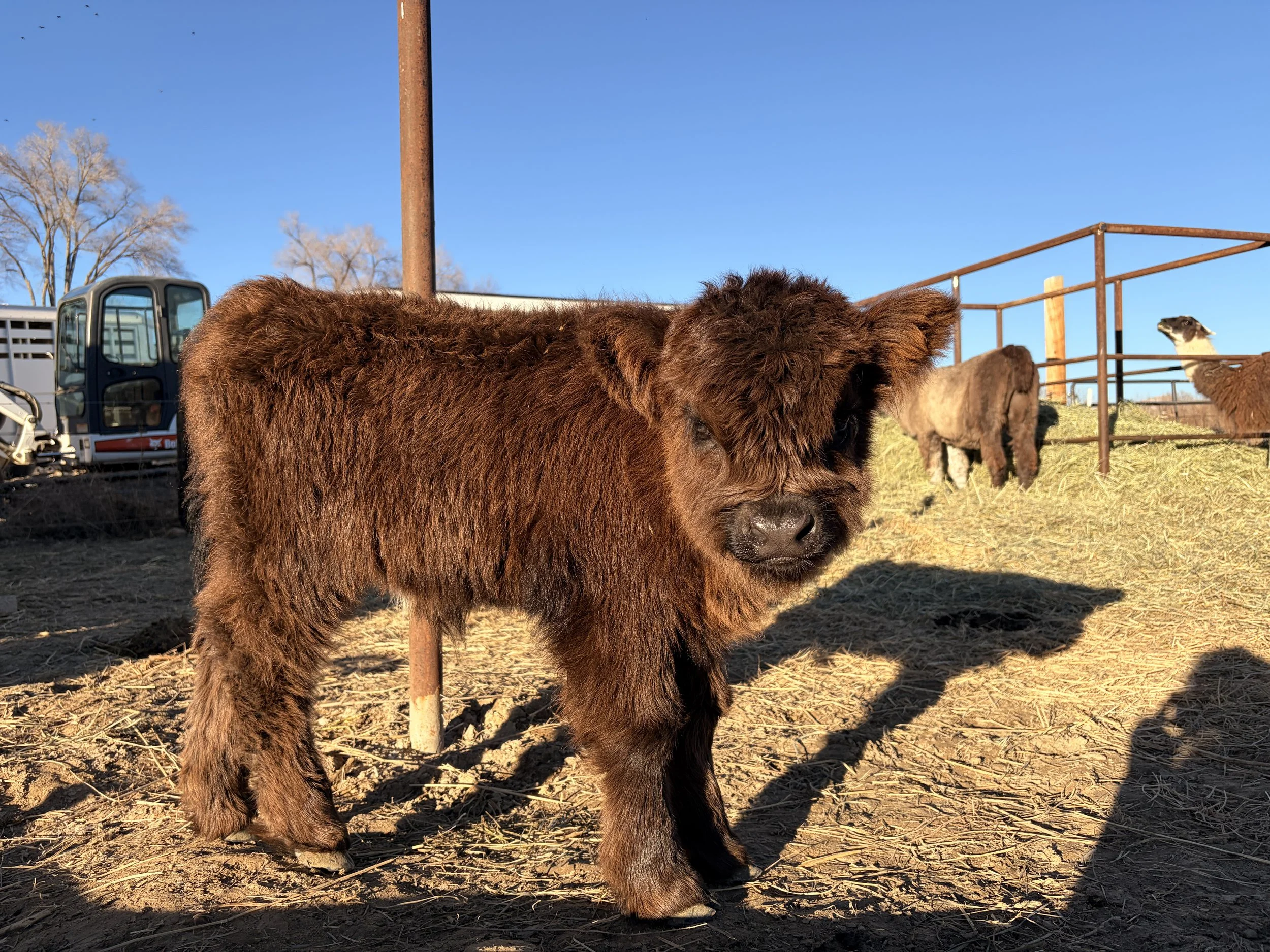 A brown fluffy calf standing on dirt with other animals in a pen in the background, under a blue sky.