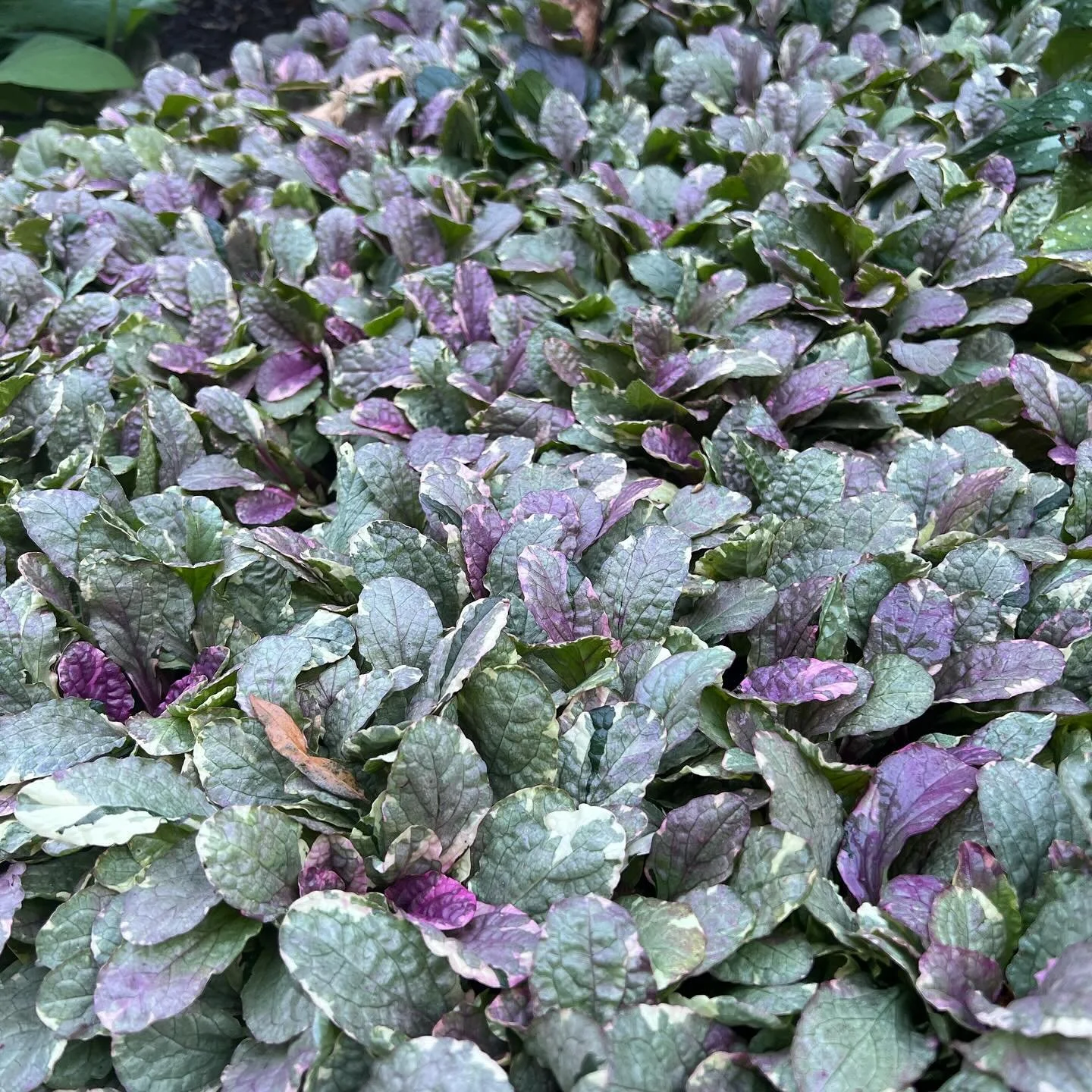 Ground cover goals 🌿✨ Ajuga is a true garden gem, with its rich foliage and stunning spikes of blue flowers. Perfect for filling those tricky spaces and adding texture year-round. #AjugaLove #GroundCoverGoals #GardenInspiration #favoriteplantfriday