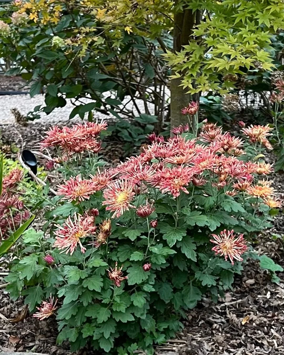 Perennial mums, the &ldquo;royalty&rdquo; of the garden, have been blooming in my garden for the last month.  If you want mums that will come back every year, look for mums labeled &ldquo;hardy&rdquo; or &ldquo;perennial&rdquo; at a nursery rather th