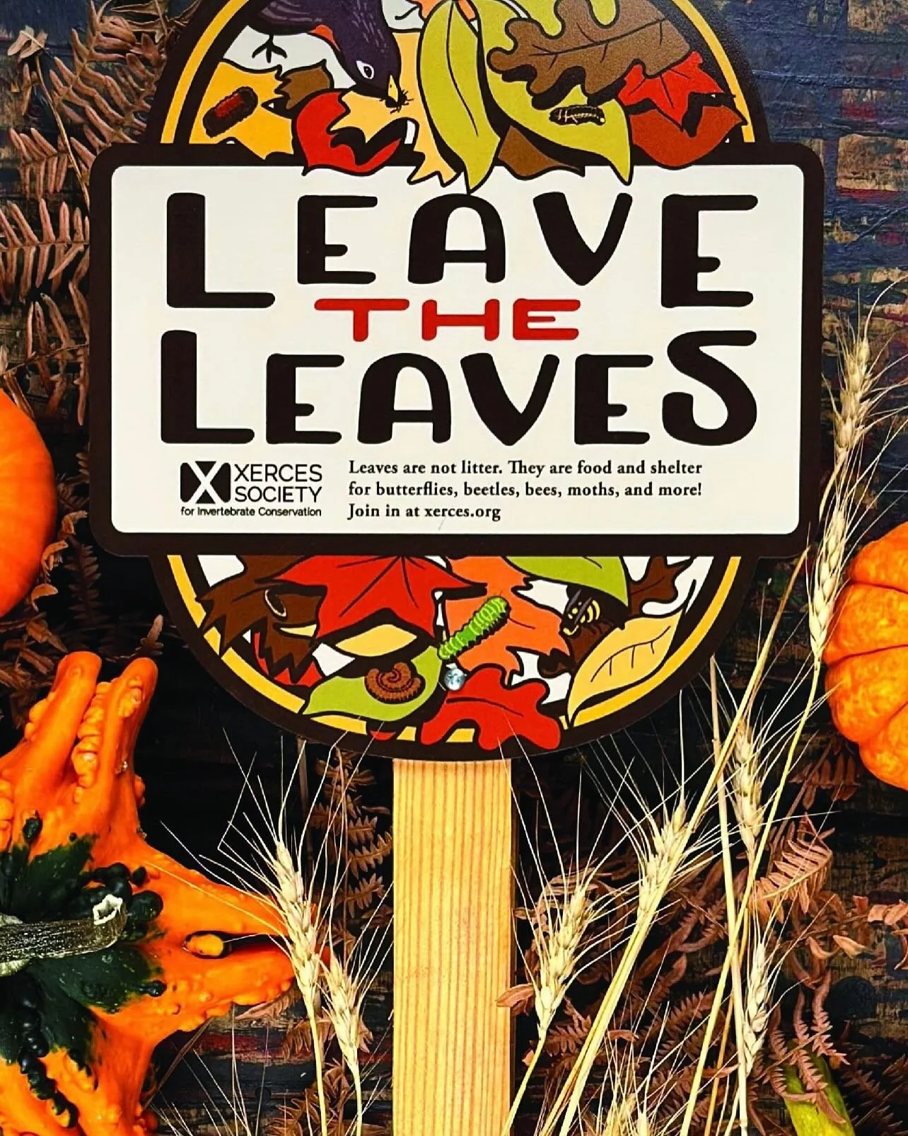 Thank you @xercessociety for highlighting this ecologically important practice. Falling leaves is a natural process! So many insects, birds, and small mammals depend on leaves for food and shelter. Leaves also break down into mulch&hellip;the best na