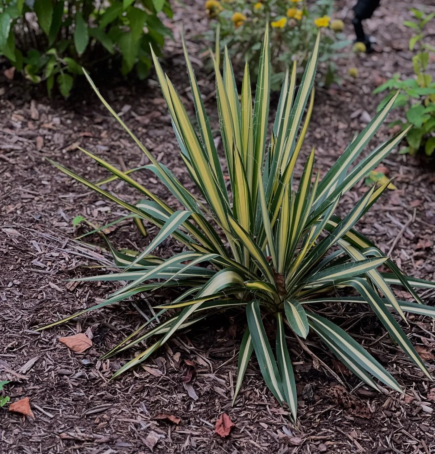 Adam&rsquo;s needle yucca (Yucca filamentosa) is an attractive, low-maintenance plant that makes a striking statement in the garden. Known for its spiky, sword-like leaves and tall flower stalks that can reach up to 6-8 feet high, it brings a bold, a