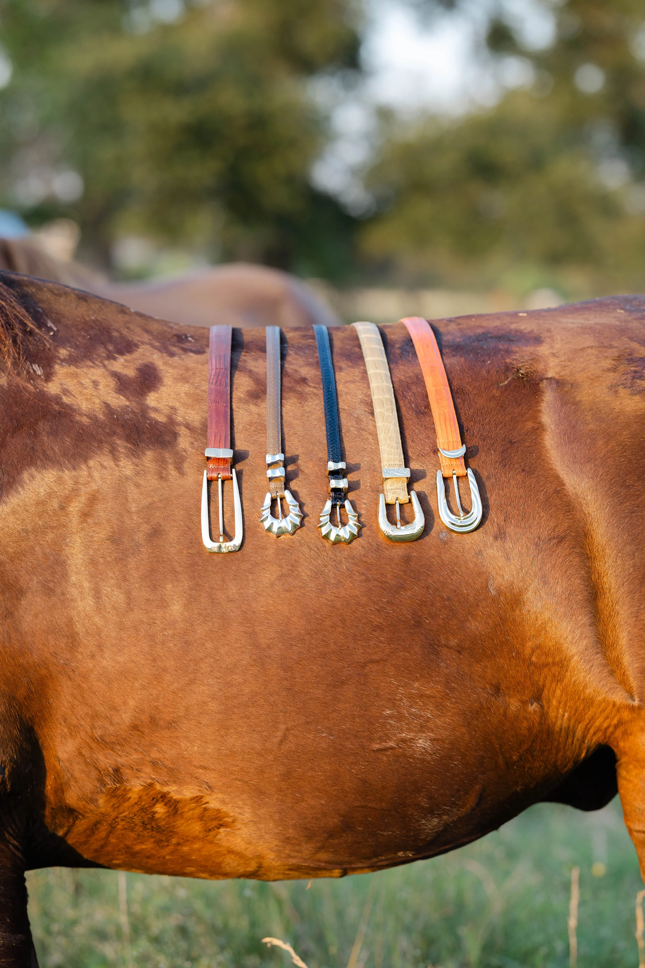 Close-up of a brown horse's side with five colorful straps attached to its body, outdoors with blurred greenery in the background.