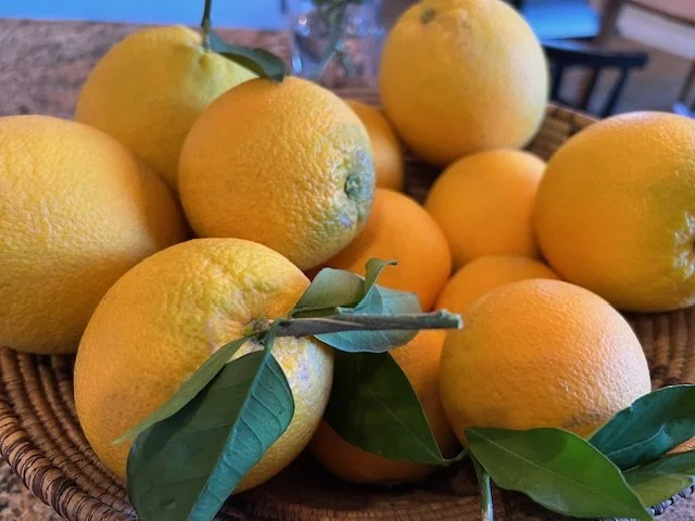      

 
   The Gift of Oranges  It is a beautiful and chilly Arizona morning. It is December, and it seems December in Arizona means ripe oranges from the tree outside the kitchen. This Northeastern girl can't quite wrap her mind around that, but th