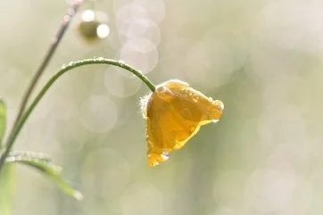 the story behind “Yellow Buttercup”