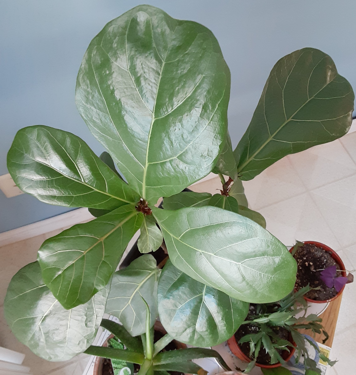 Our plant named Joy!