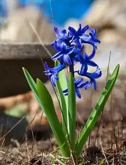 Spiritual Lessons from Spring - Life Emerges New