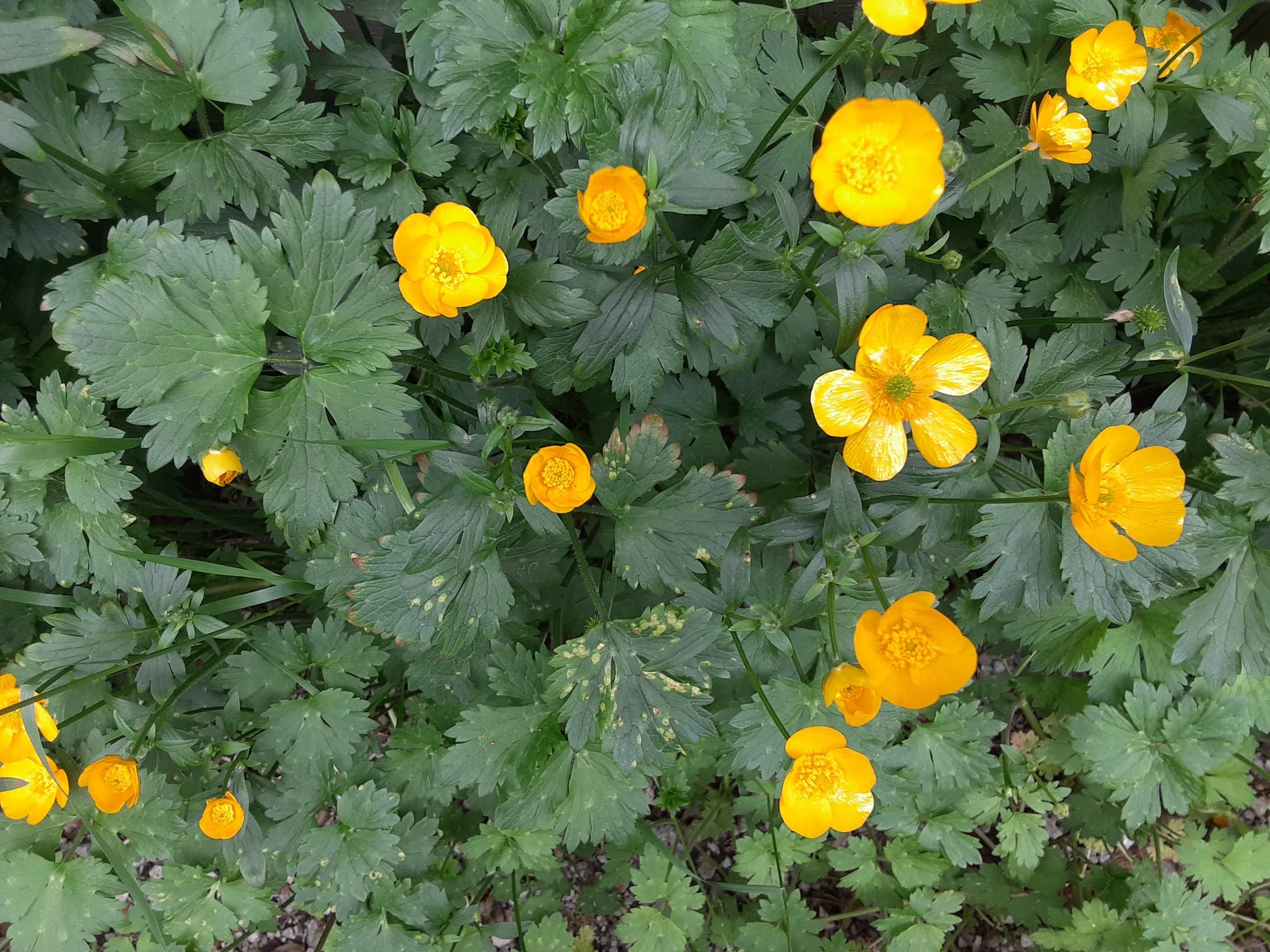 Dawn Hill's Bio Page. Author of the Journey into Trust devotional piece, "Yellow Buttercup" found this patch of buttercups on her mom's property.