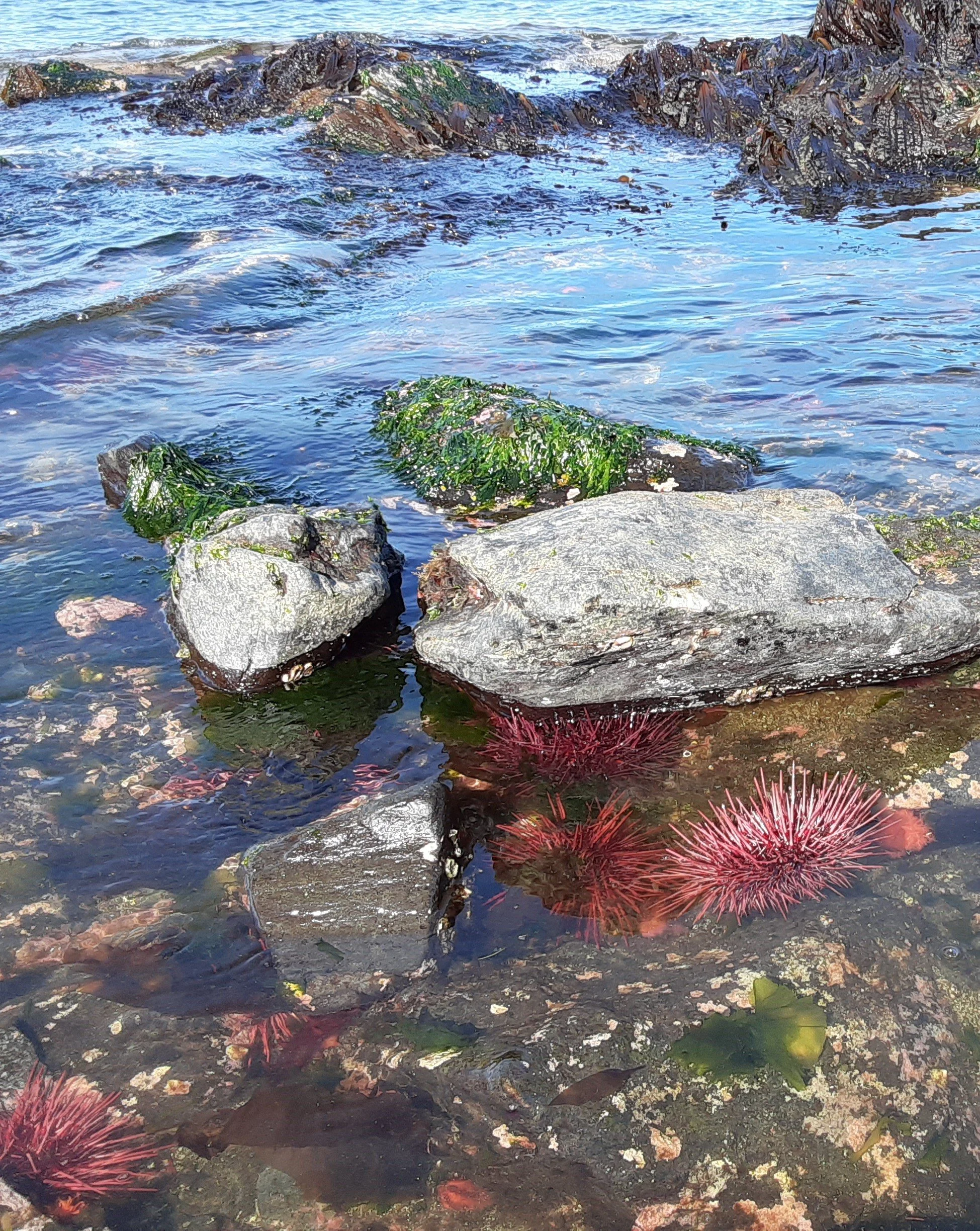 Encountering a sea urchin garden at her favorite beach was a delight for Dawn.  God's handiwork is amazing!